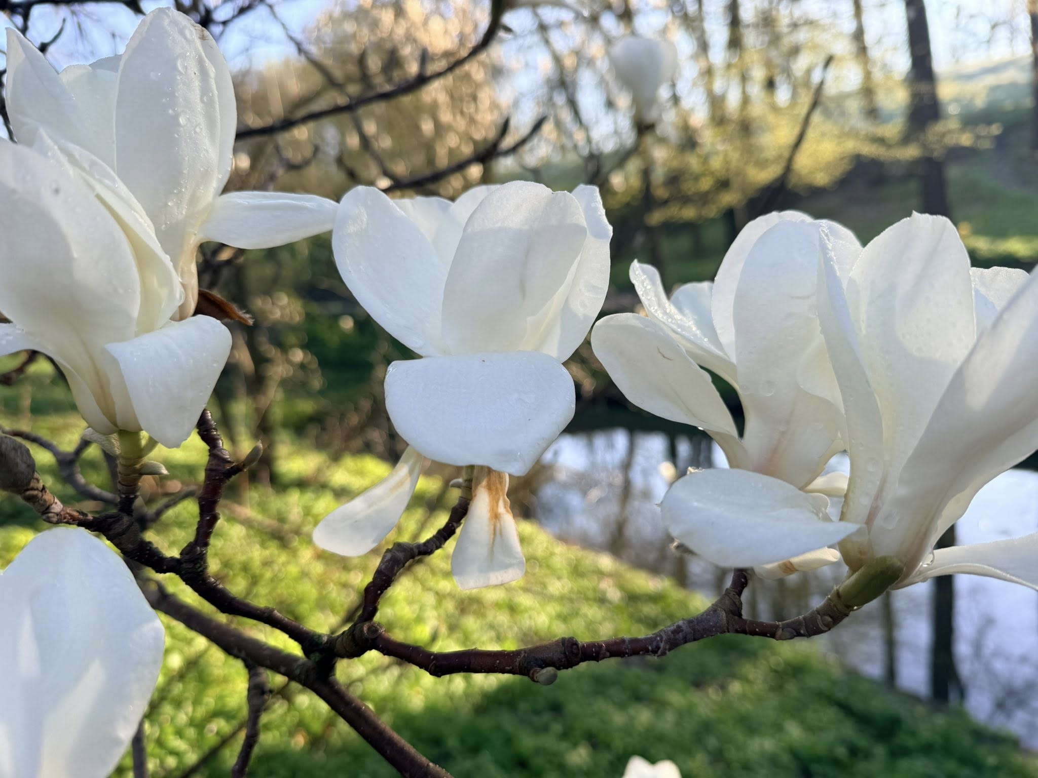 Квітне сад магнолій в уманській «Софіївці». Фото - фото 12