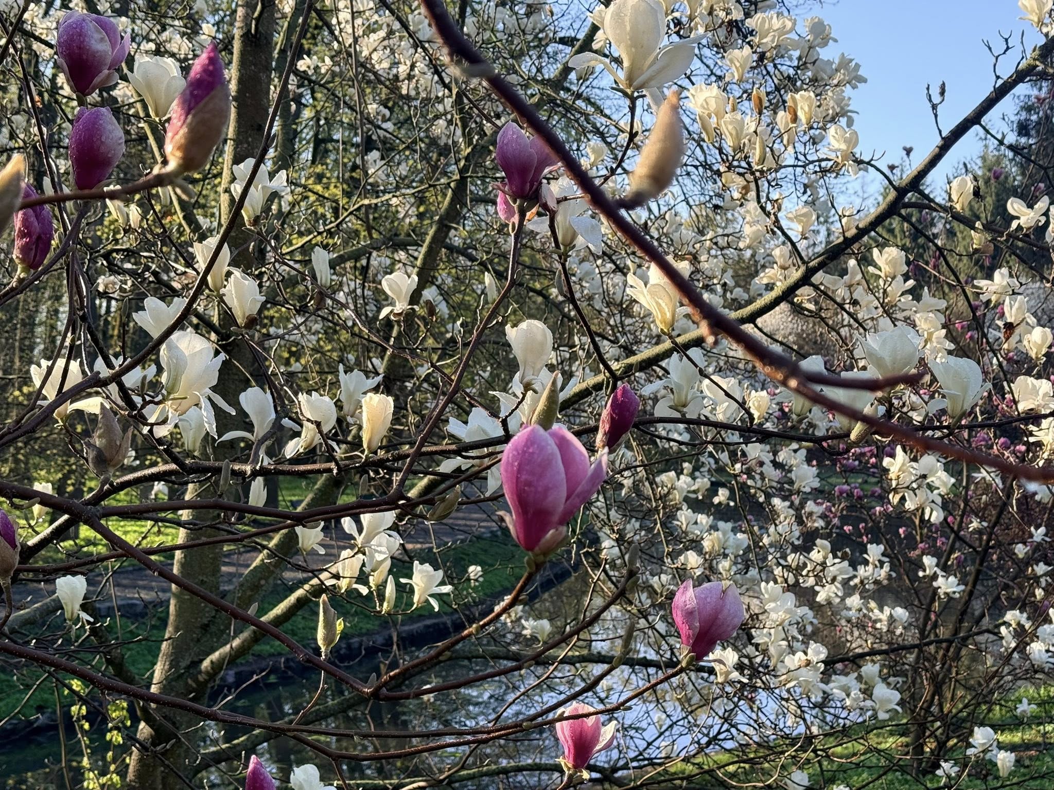 Квітне сад магнолій в уманській «Софіївці». Фото - фото 13