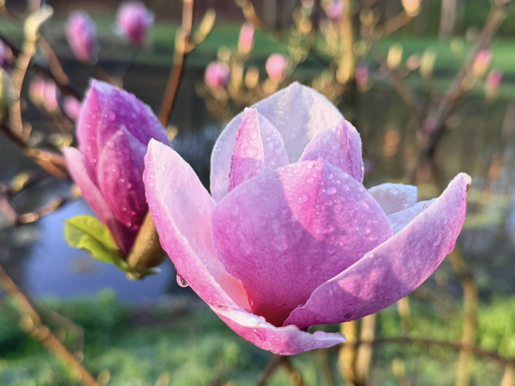 Квітне сад магнолій в уманській «Софіївці». Фото - фото 14