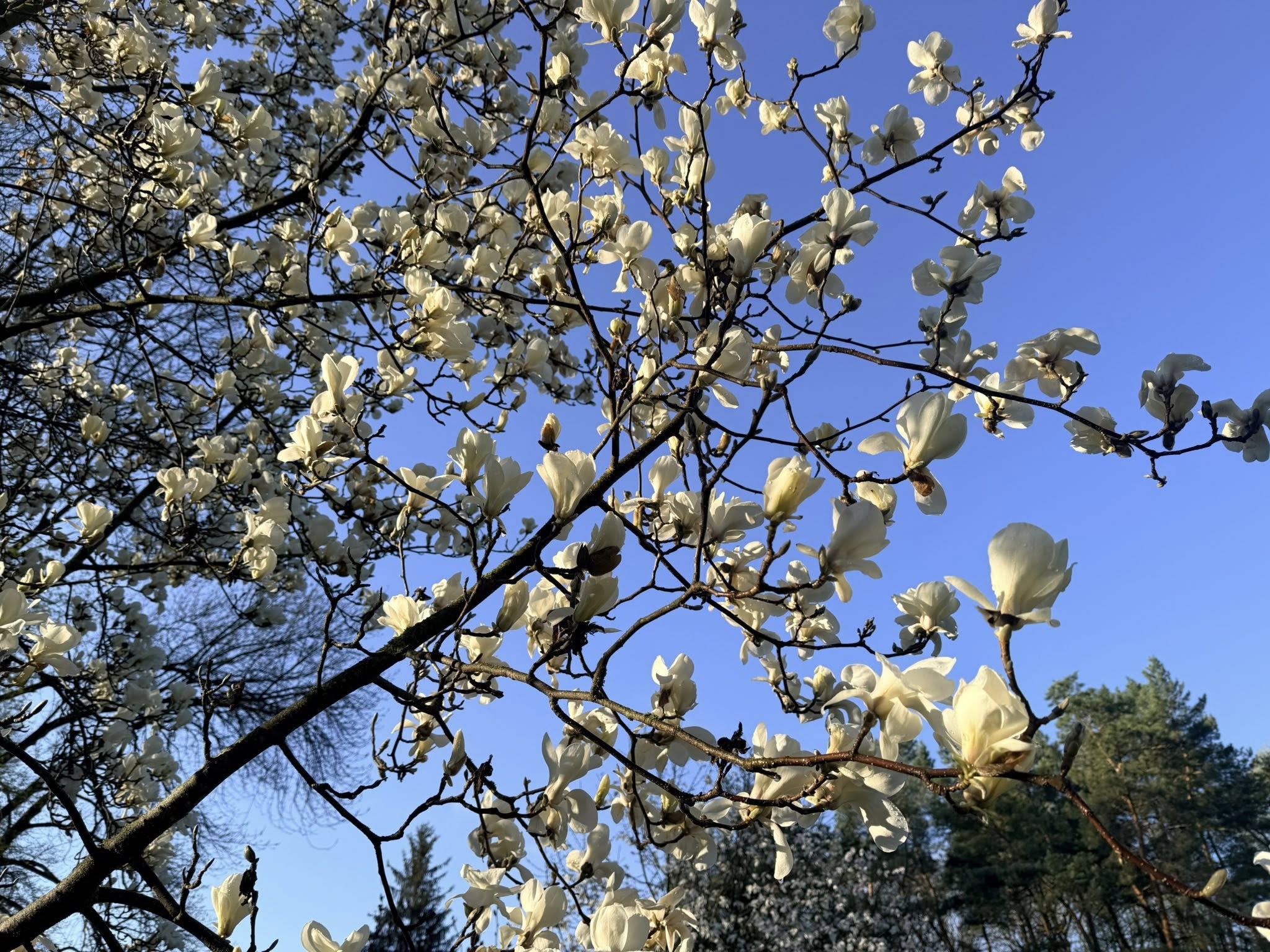 Квітне сад магнолій в уманській «Софіївці». Фото - фото 15