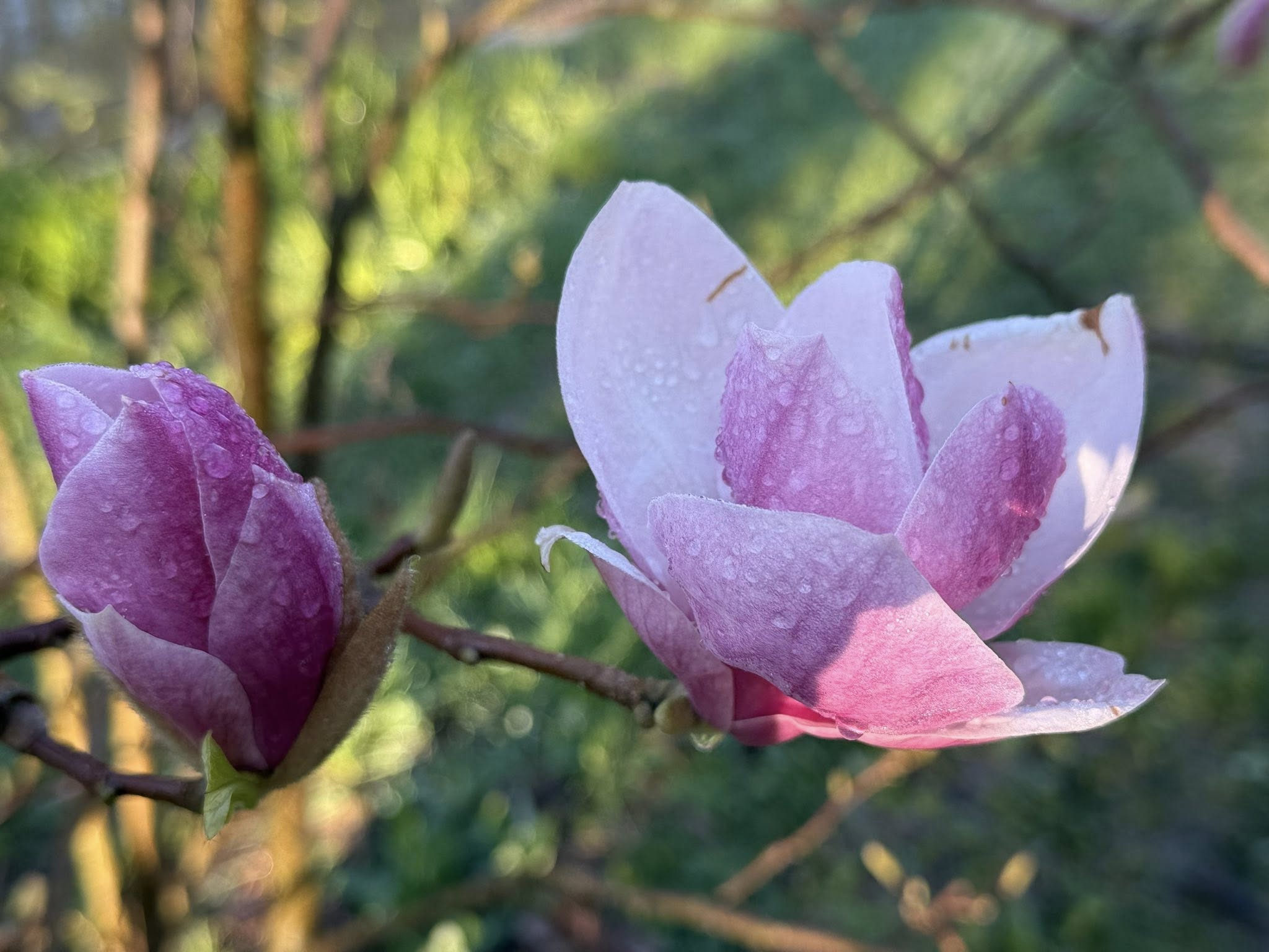 Квітне сад магнолій в уманській «Софіївці». Фото - фото 16