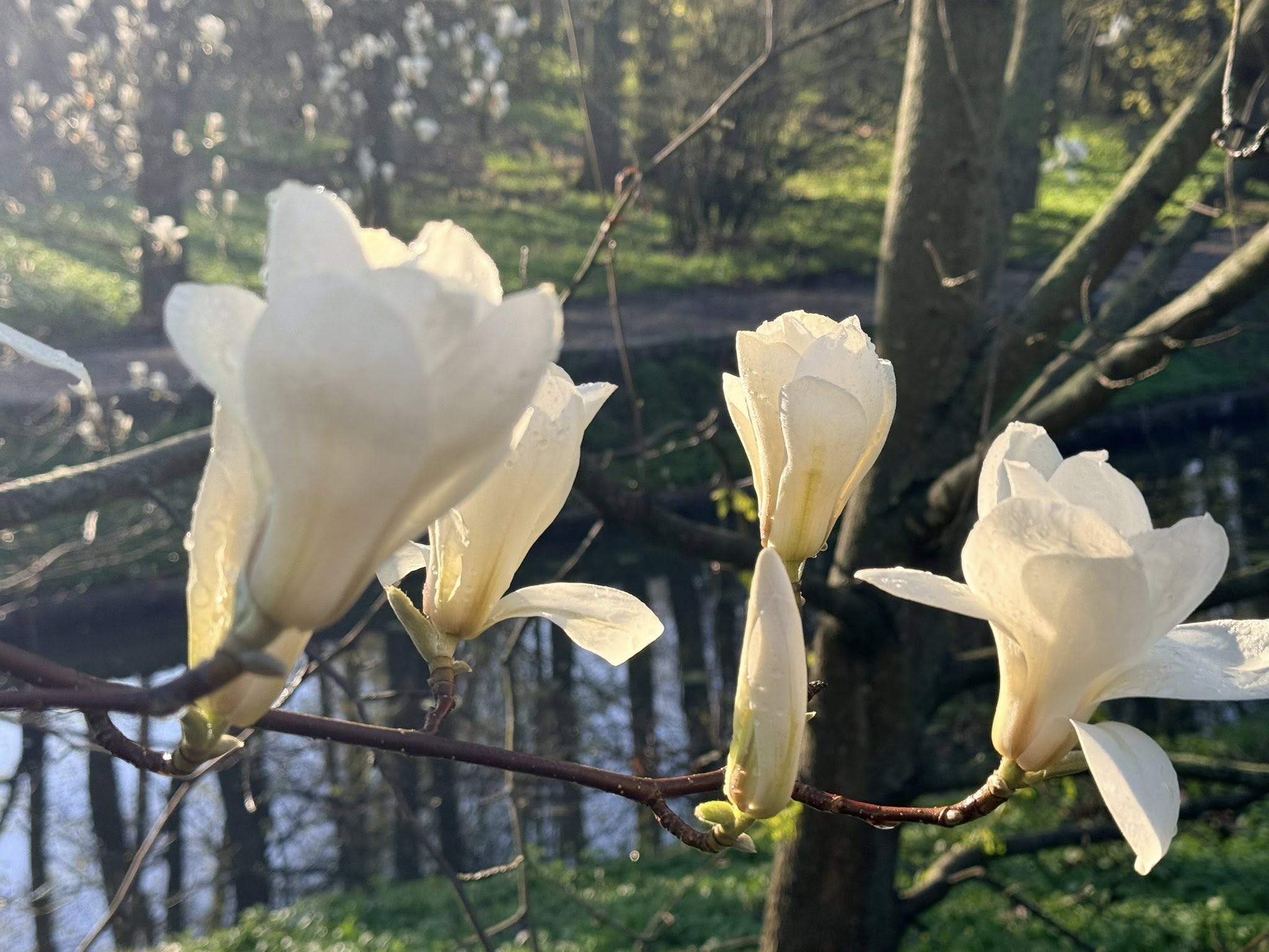 Квітне сад магнолій в уманській «Софіївці». Фото - фото 17