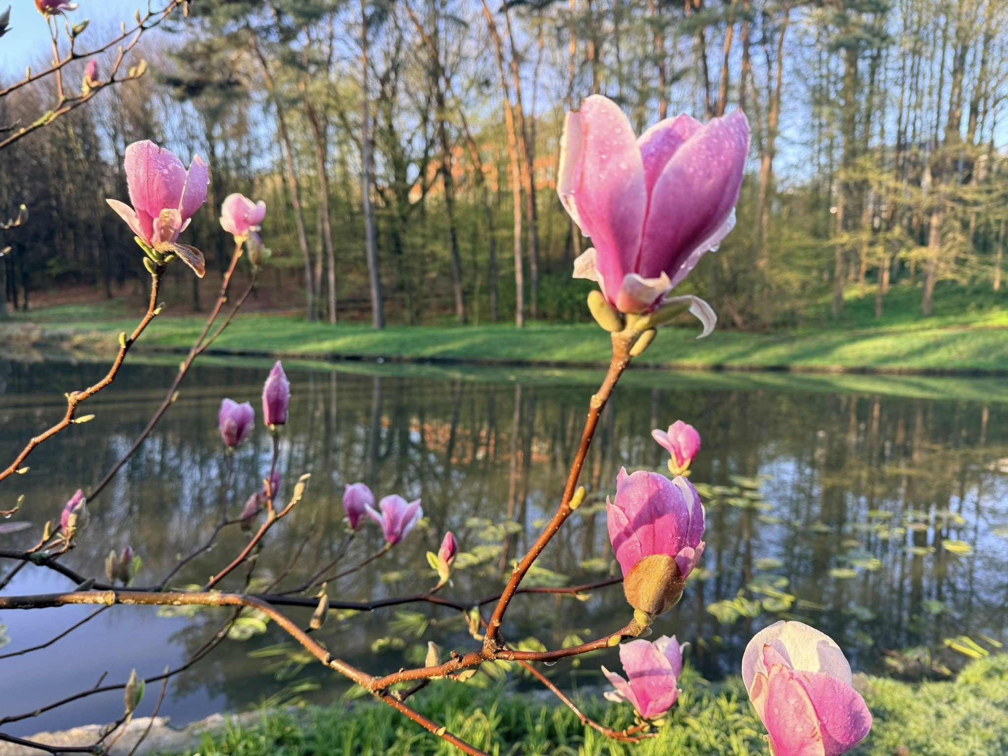 Квітне сад магнолій в уманській «Софіївці». Фото - фото 18