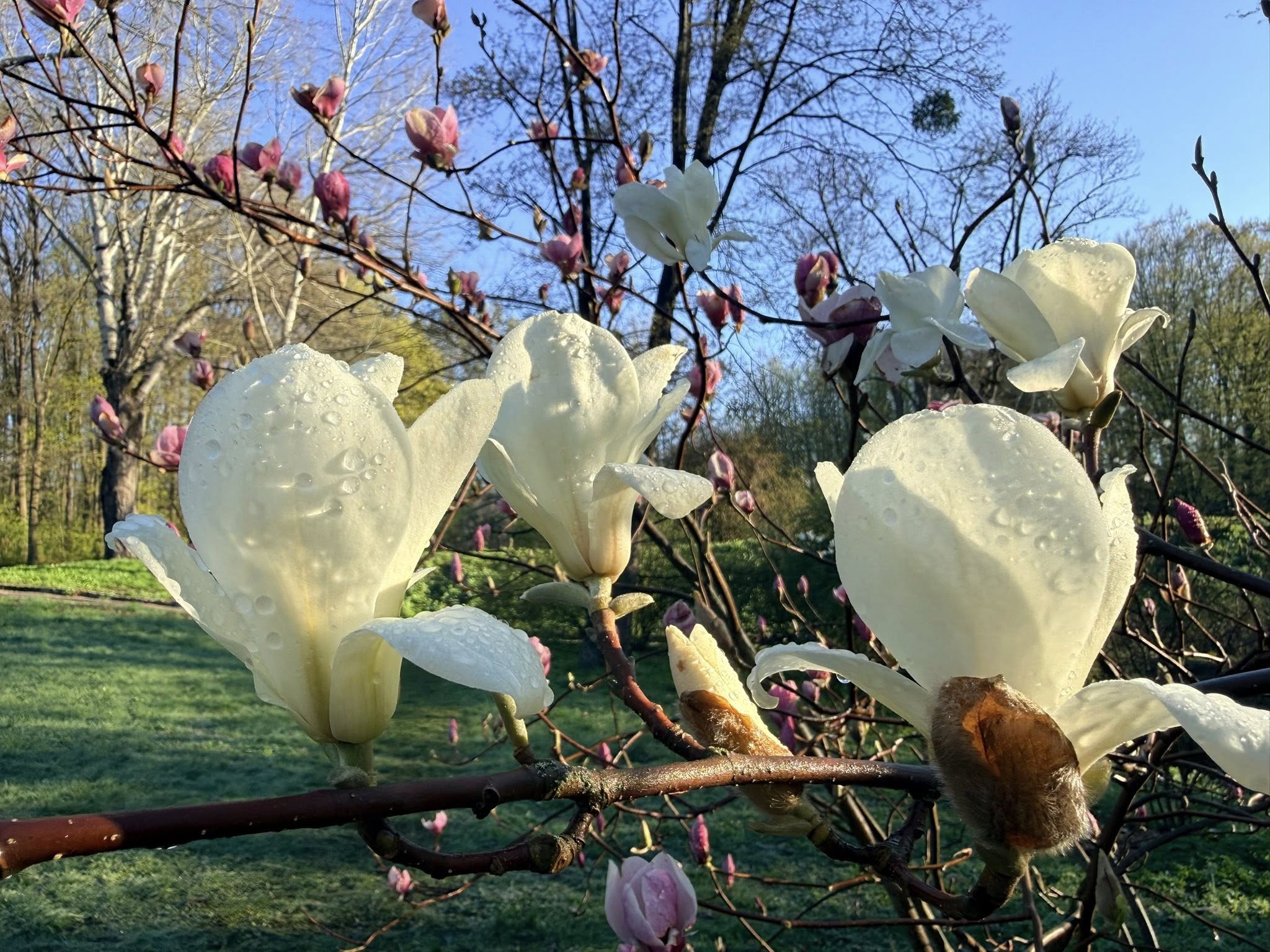 Квітне сад магнолій в уманській «Софіївці». Фото - фото 20