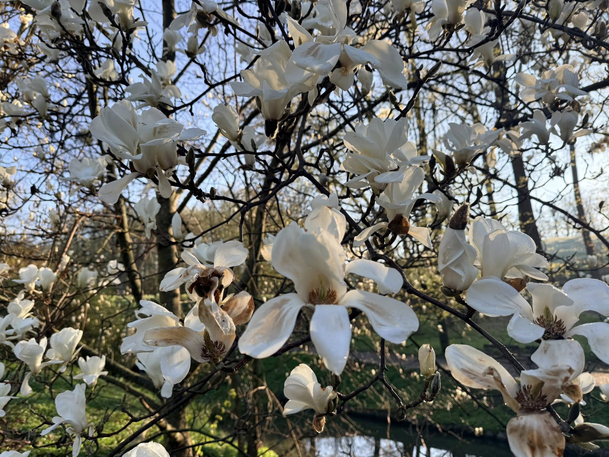Квітне сад магнолій в уманській «Софіївці». Фото - фото 21