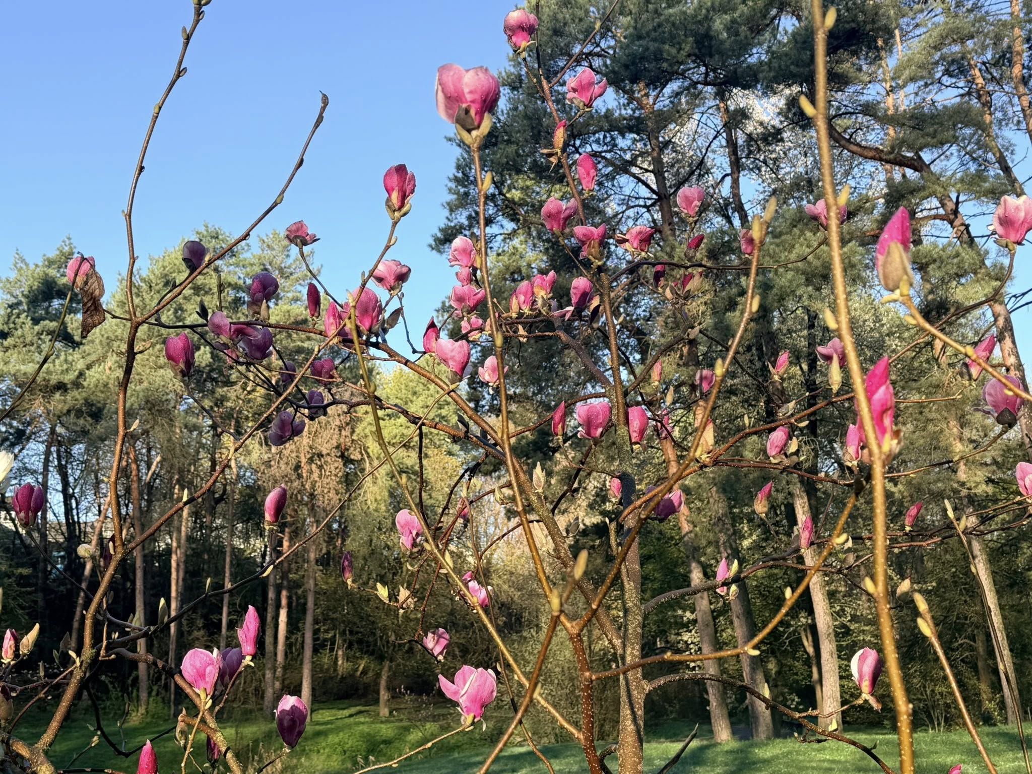 Квітне сад магнолій в уманській «Софіївці». Фото - фото 22