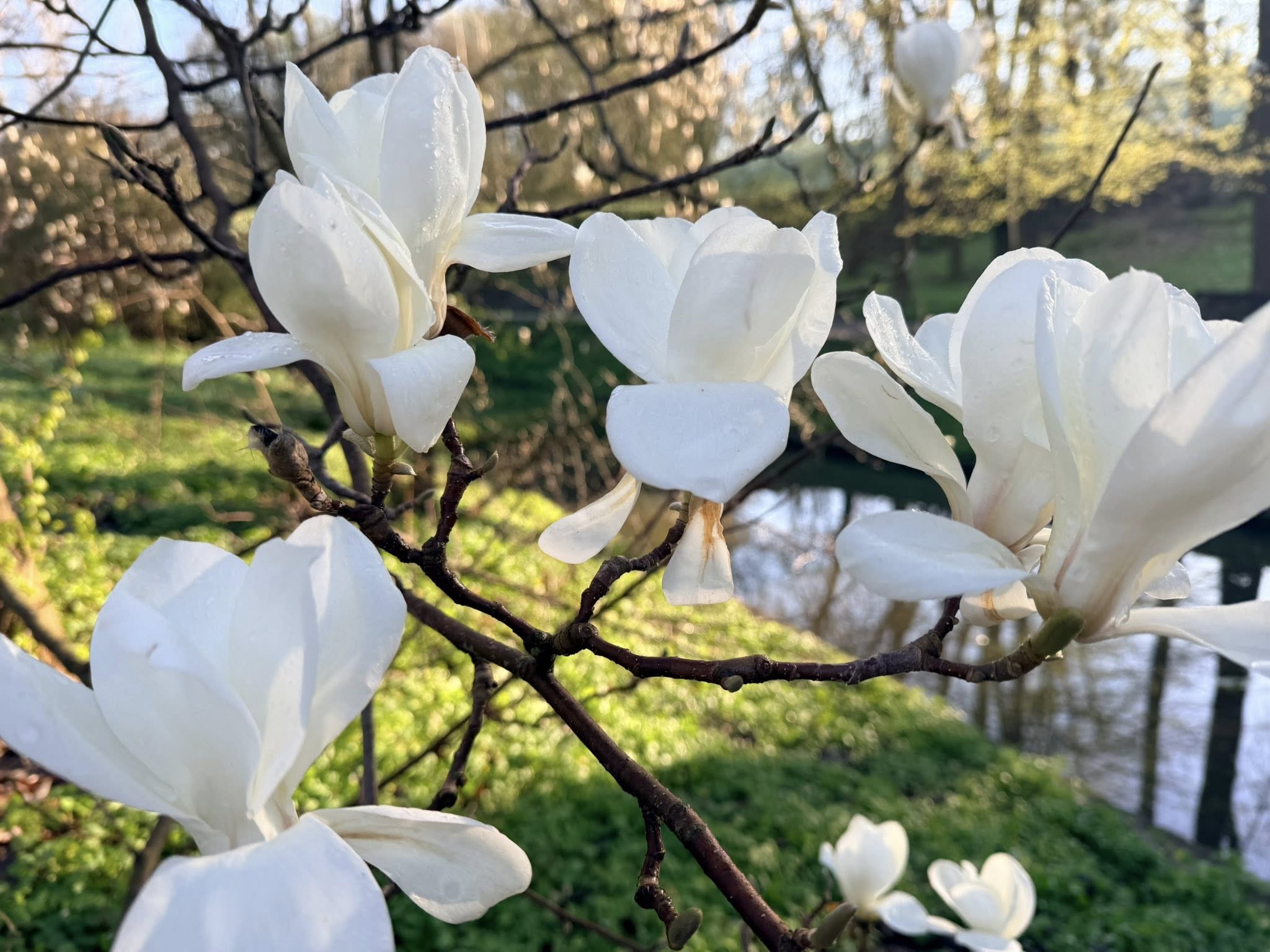 Квітне сад магнолій в уманській «Софіївці». Фото - фото 23