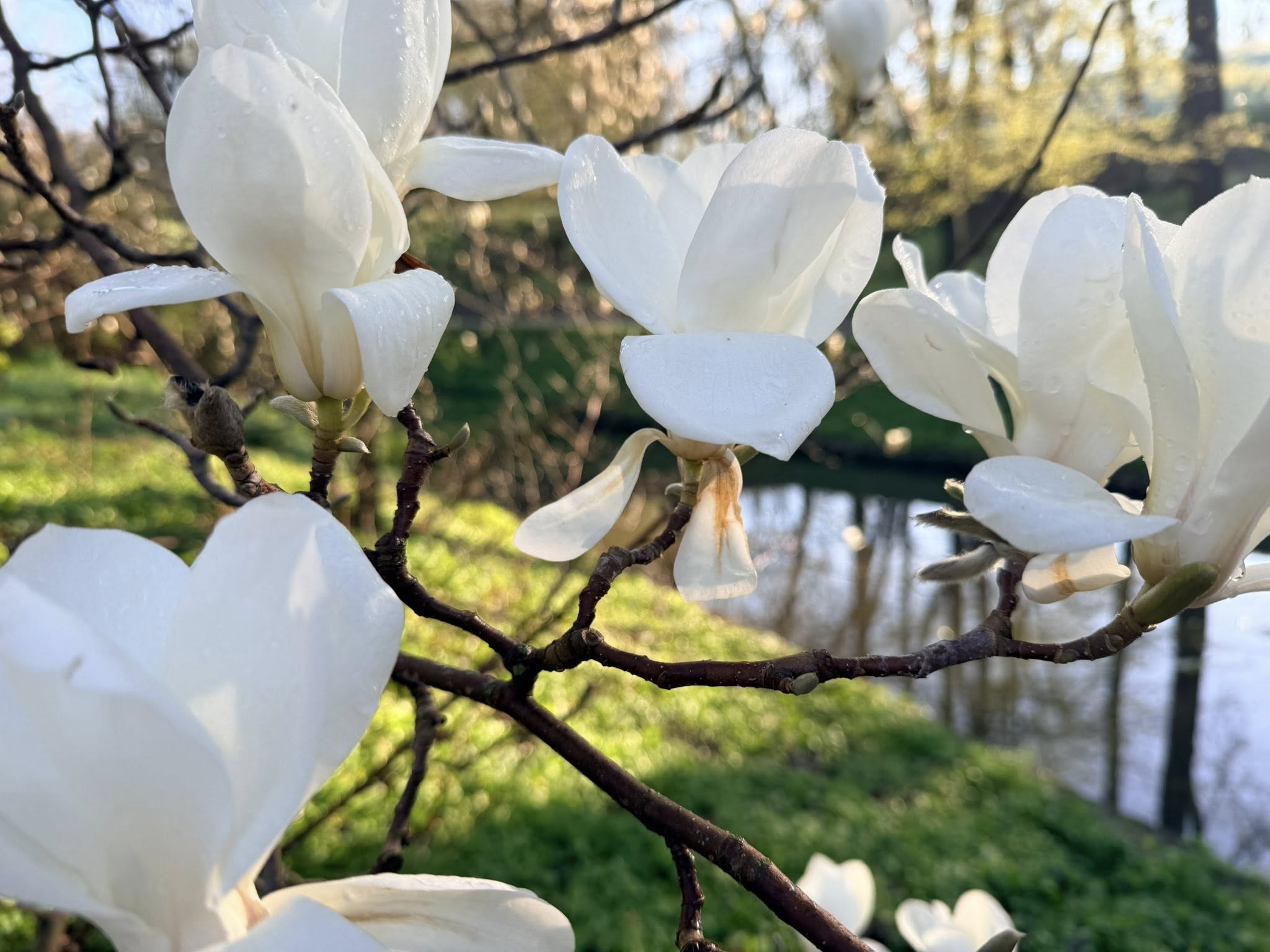 Квітне сад магнолій в уманській «Софіївці». Фото - фото 24