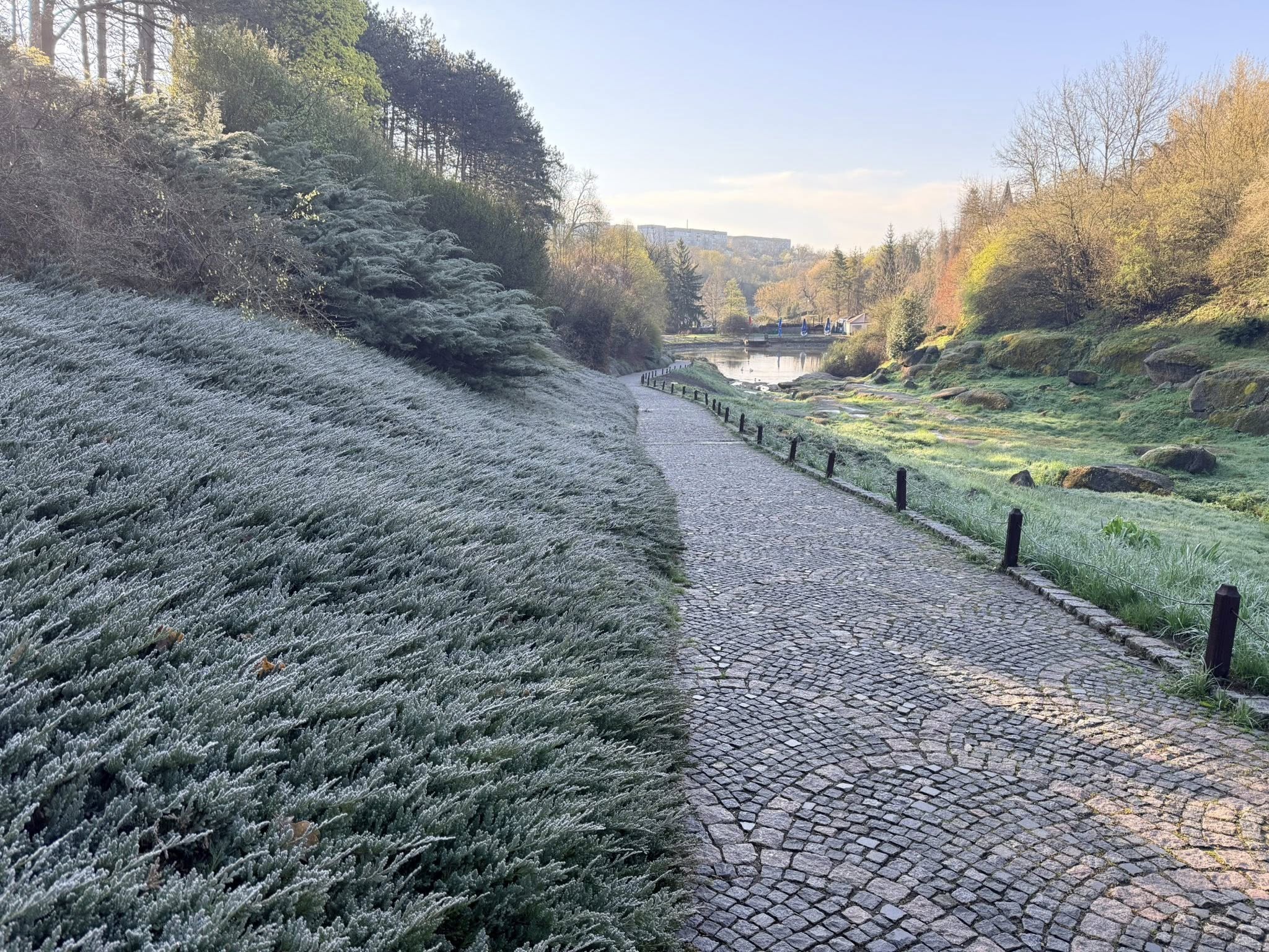 Квітне сад магнолій в уманській «Софіївці». Фото - фото 26