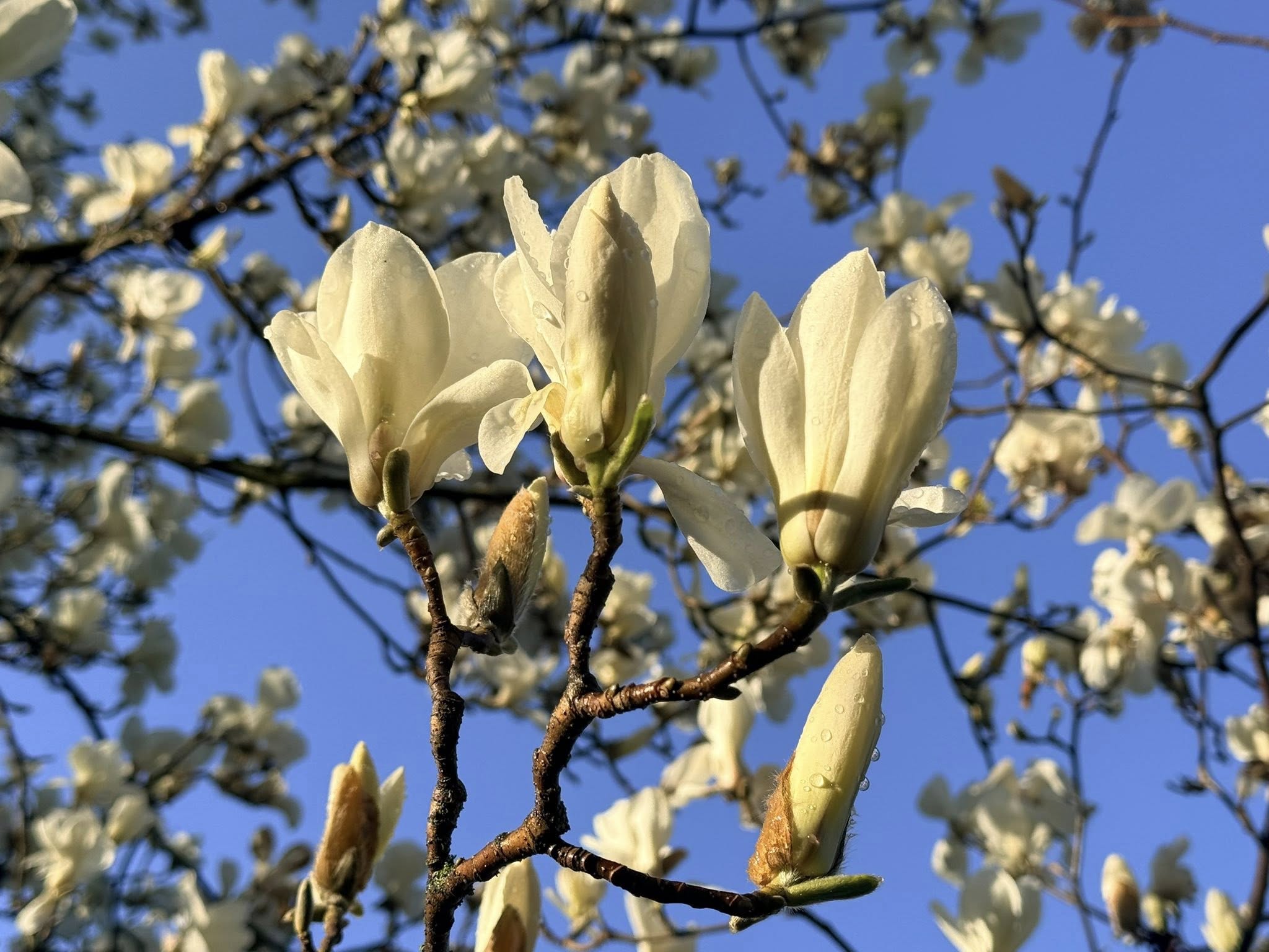 Квітне сад магнолій в уманській «Софіївці». Фото - фото 27