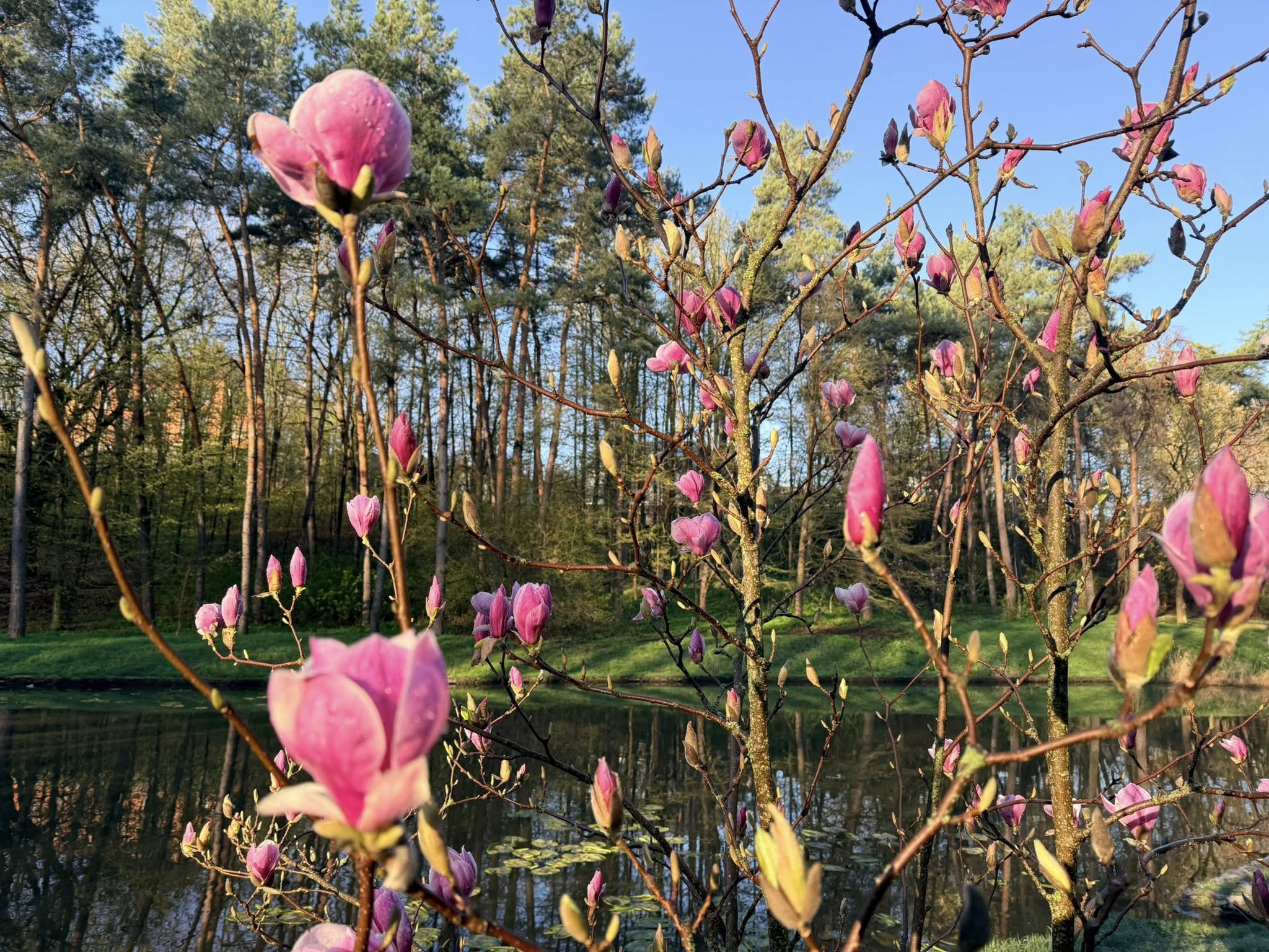 Квітне сад магнолій в уманській «Софіївці». Фото - фото 28