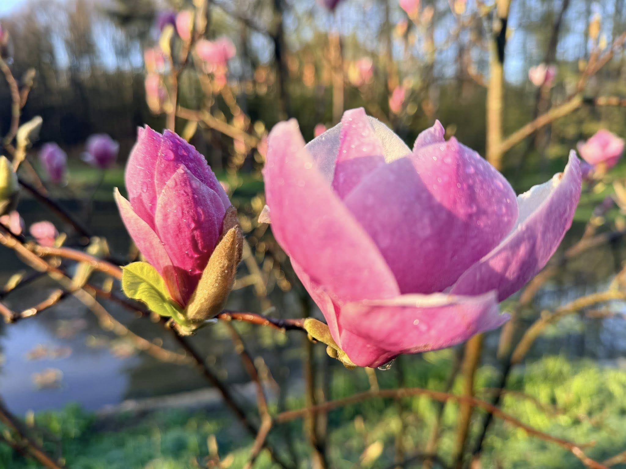 Квітне сад магнолій в уманській «Софіївці». Фото - фото 29
