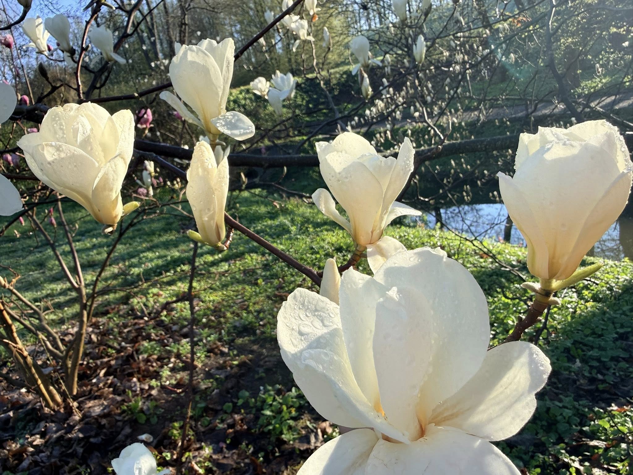Квітне сад магнолій в уманській «Софіївці». Фото - фото 30