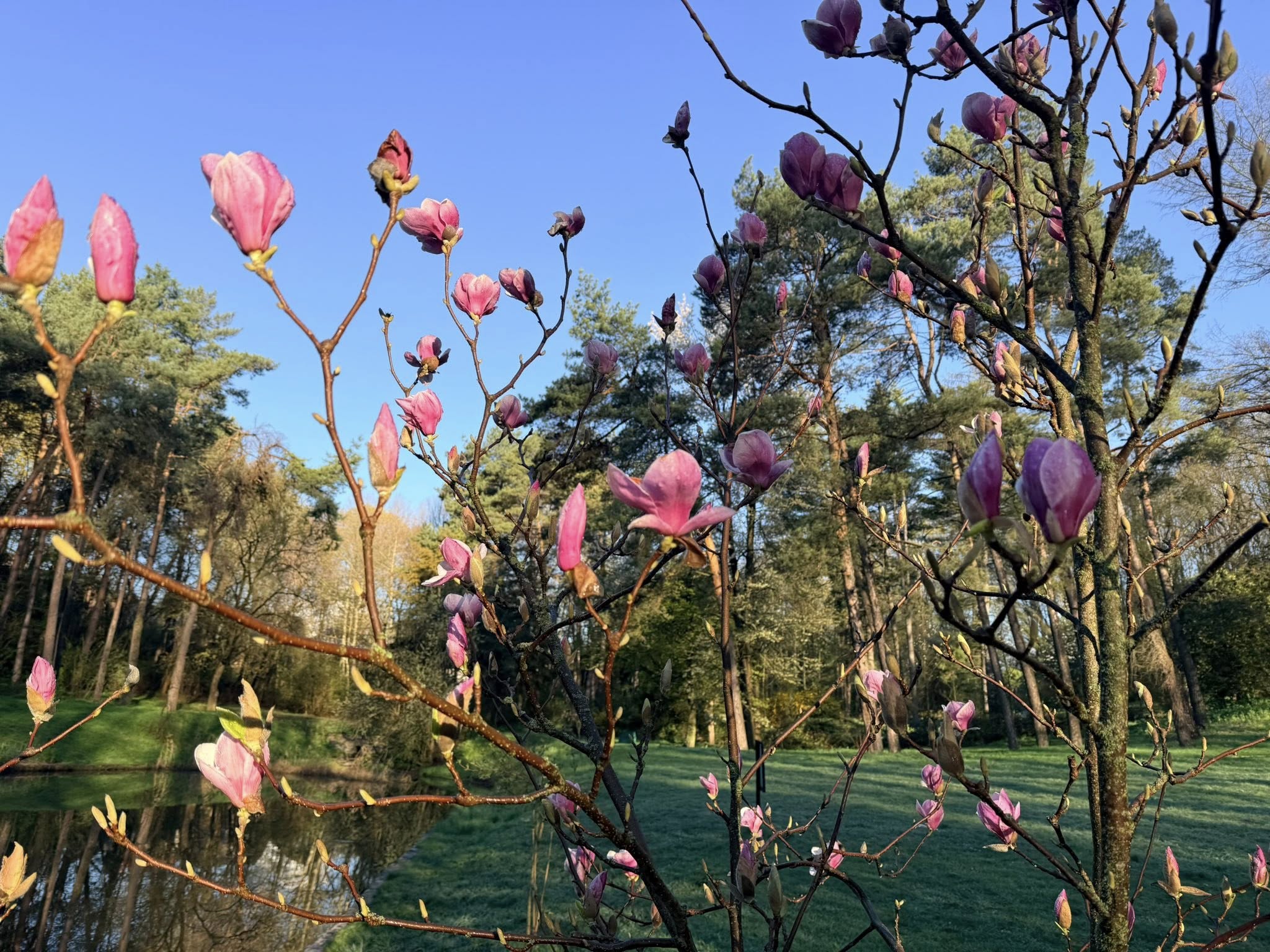 Квітне сад магнолій в уманській «Софіївці». Фото - фото 31