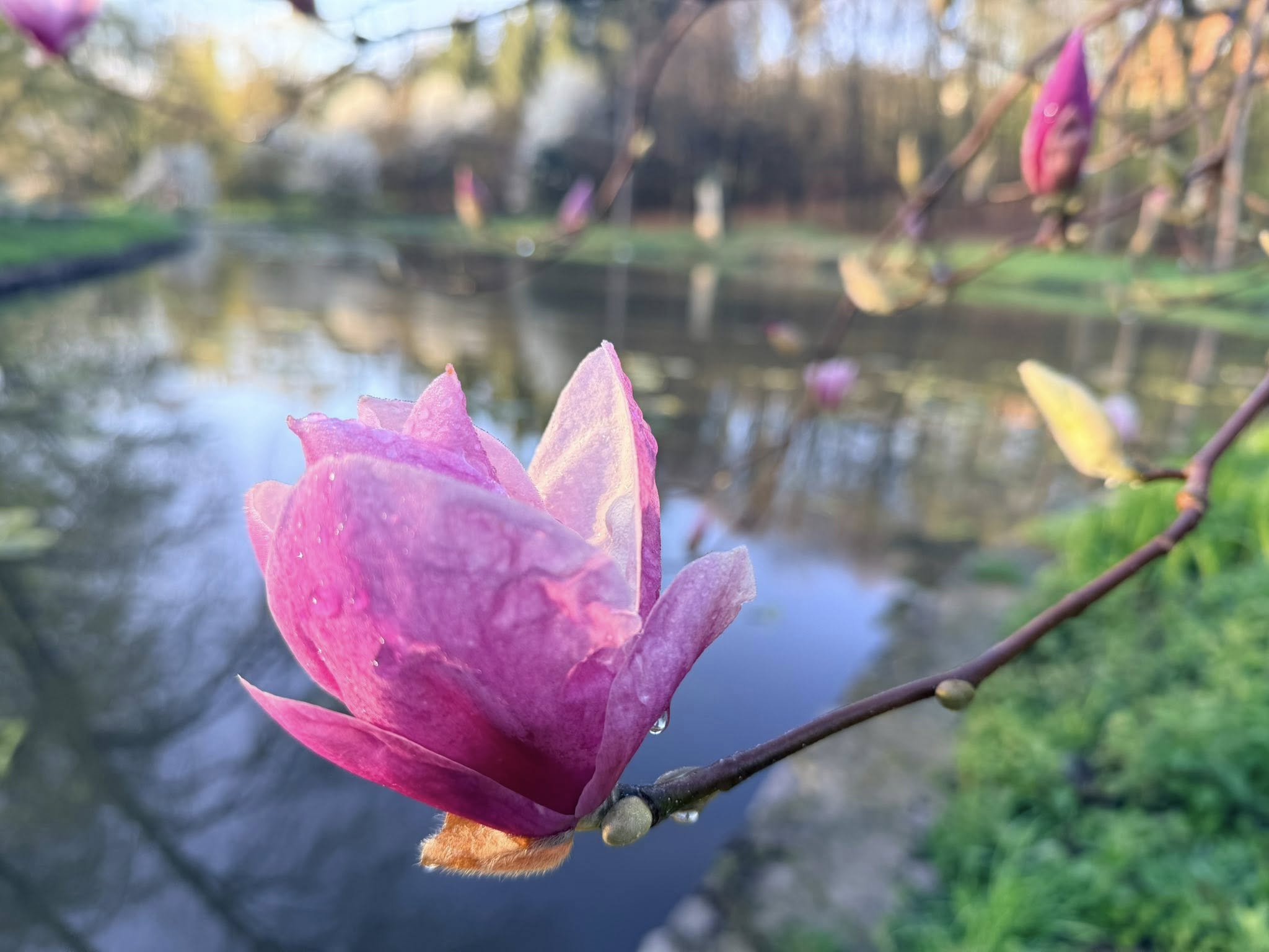 Квітне сад магнолій в уманській «Софіївці». Фото - фото 32