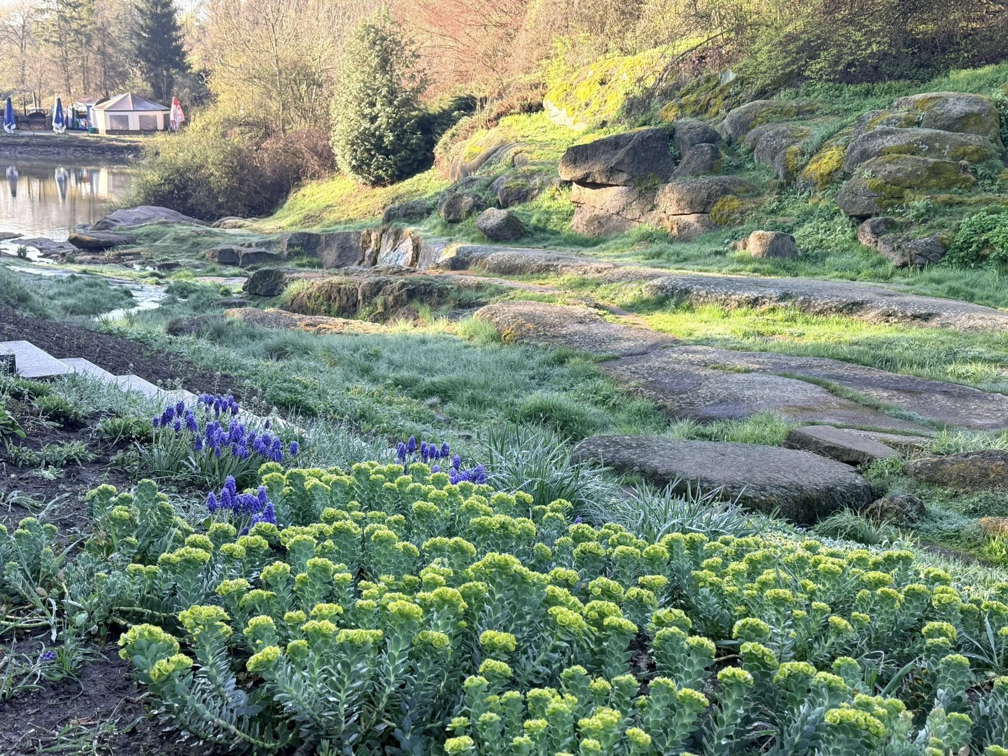 Квітне сад магнолій в уманській «Софіївці». Фото - фото 33