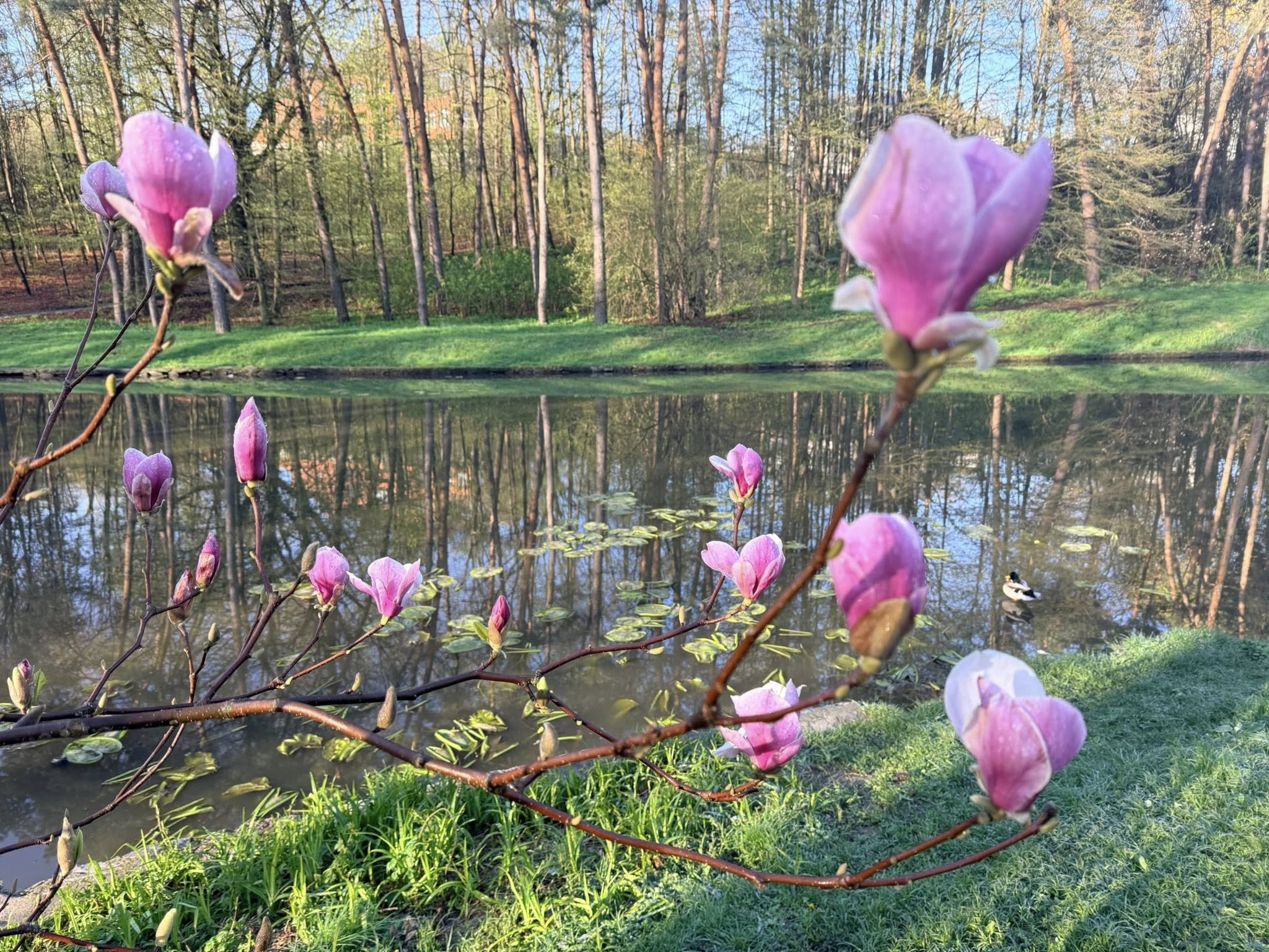 Квітне сад магнолій в уманській «Софіївці». Фото - фото 34