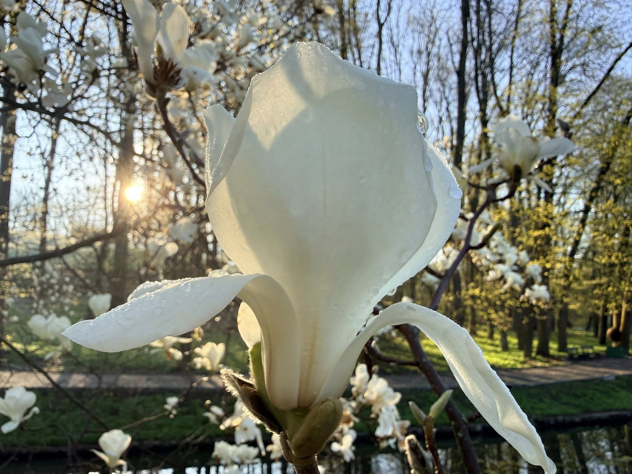 Квітне сад магнолій в уманській «Софіївці». Фото - фото 35