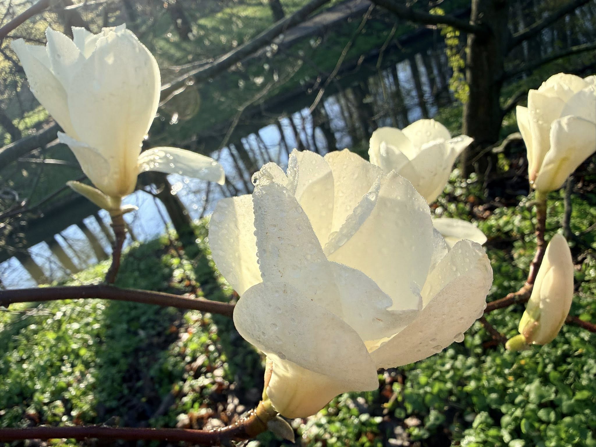 Квітне сад магнолій в уманській «Софіївці». Фото - фото 36