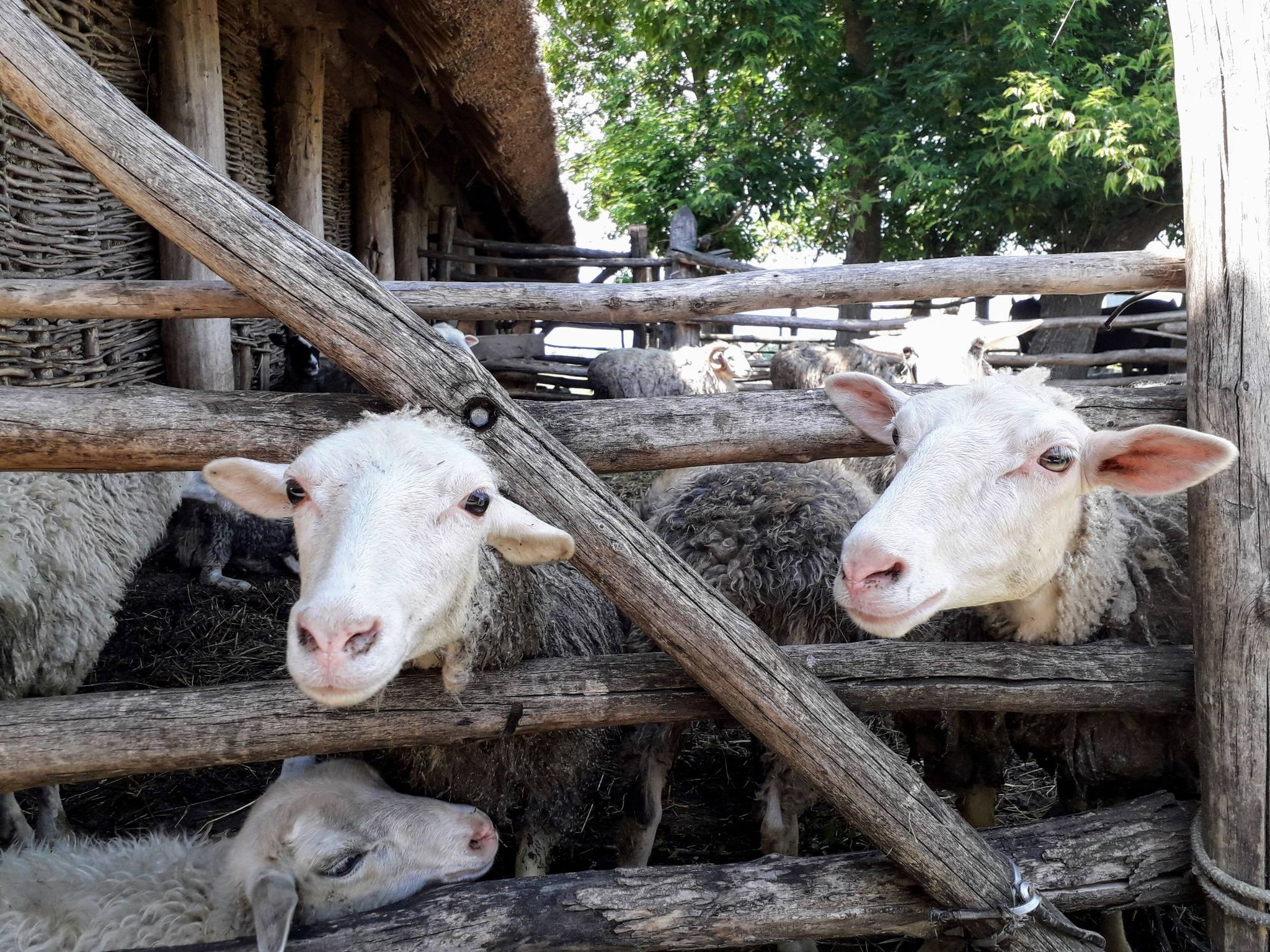 Вітряки, козацькі хати і ферма – фото з унікального музею на Черкащині - фото 3