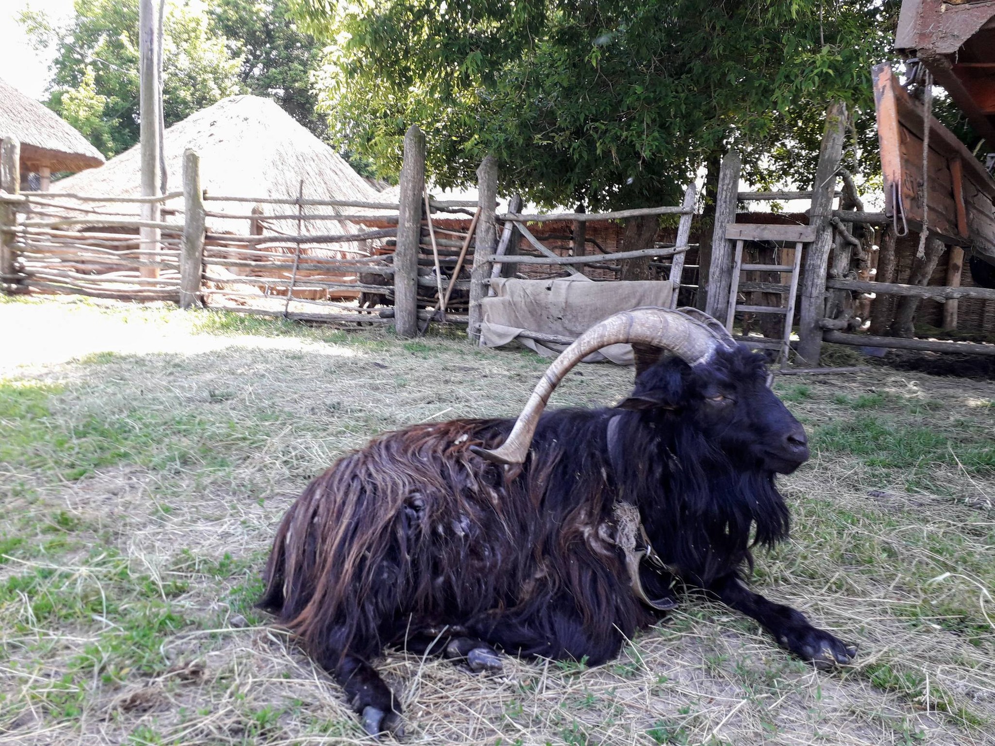 Вітряки, козацькі хати і ферма – фото з унікального музею на Черкащині - фото 4
