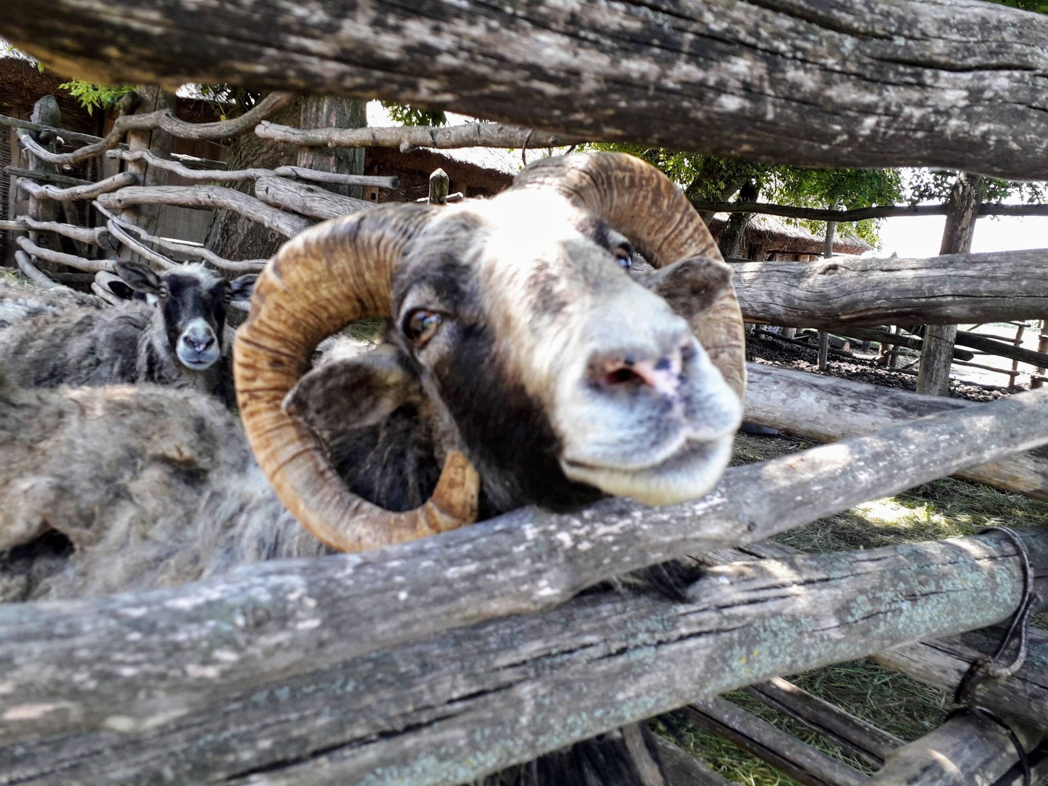 Вітряки, козацькі хати і ферма – фото з унікального музею на Черкащині - фото 10