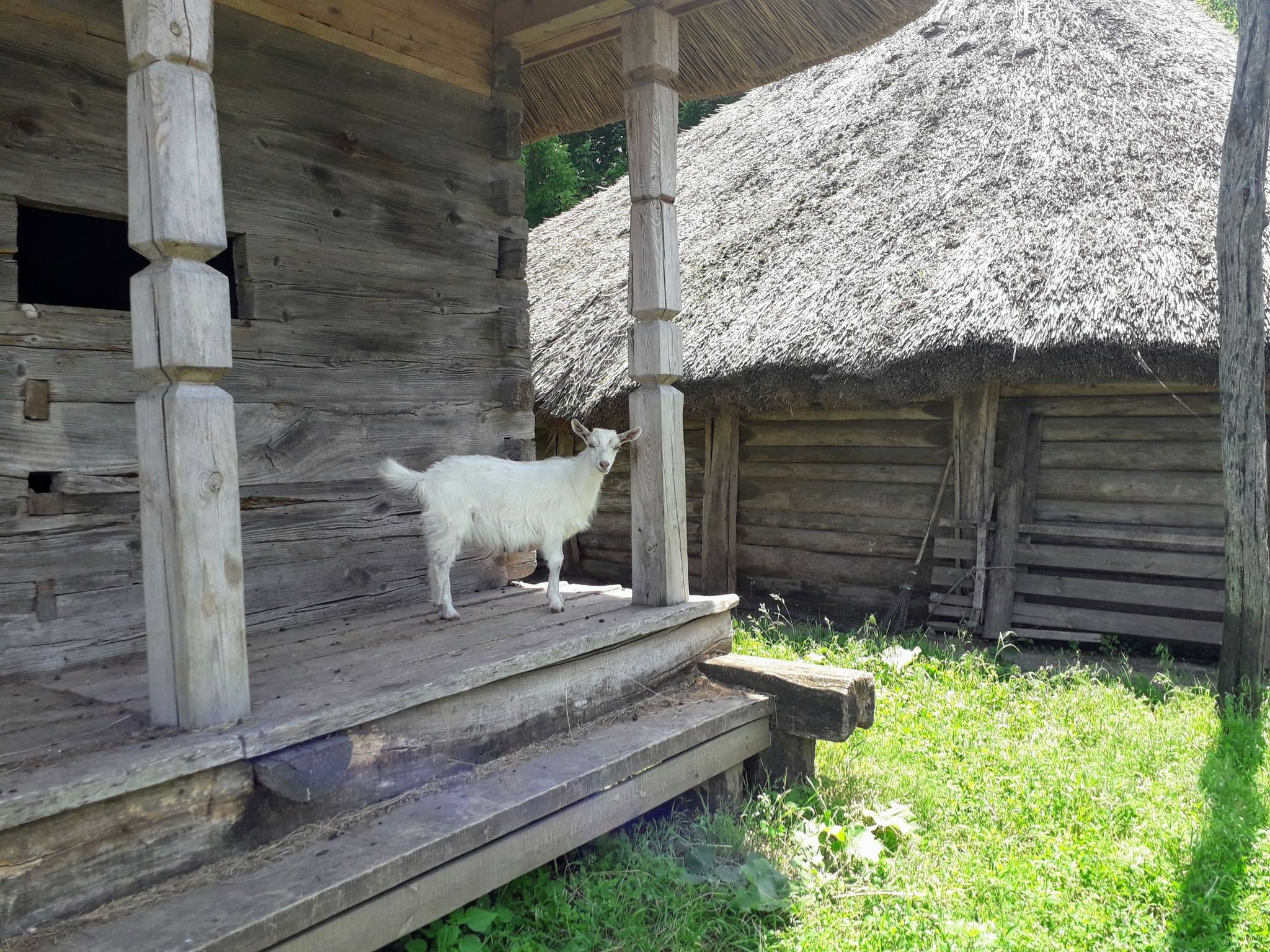 Вітряки, козацькі хати і ферма – фото з унікального музею на Черкащині - фото 13