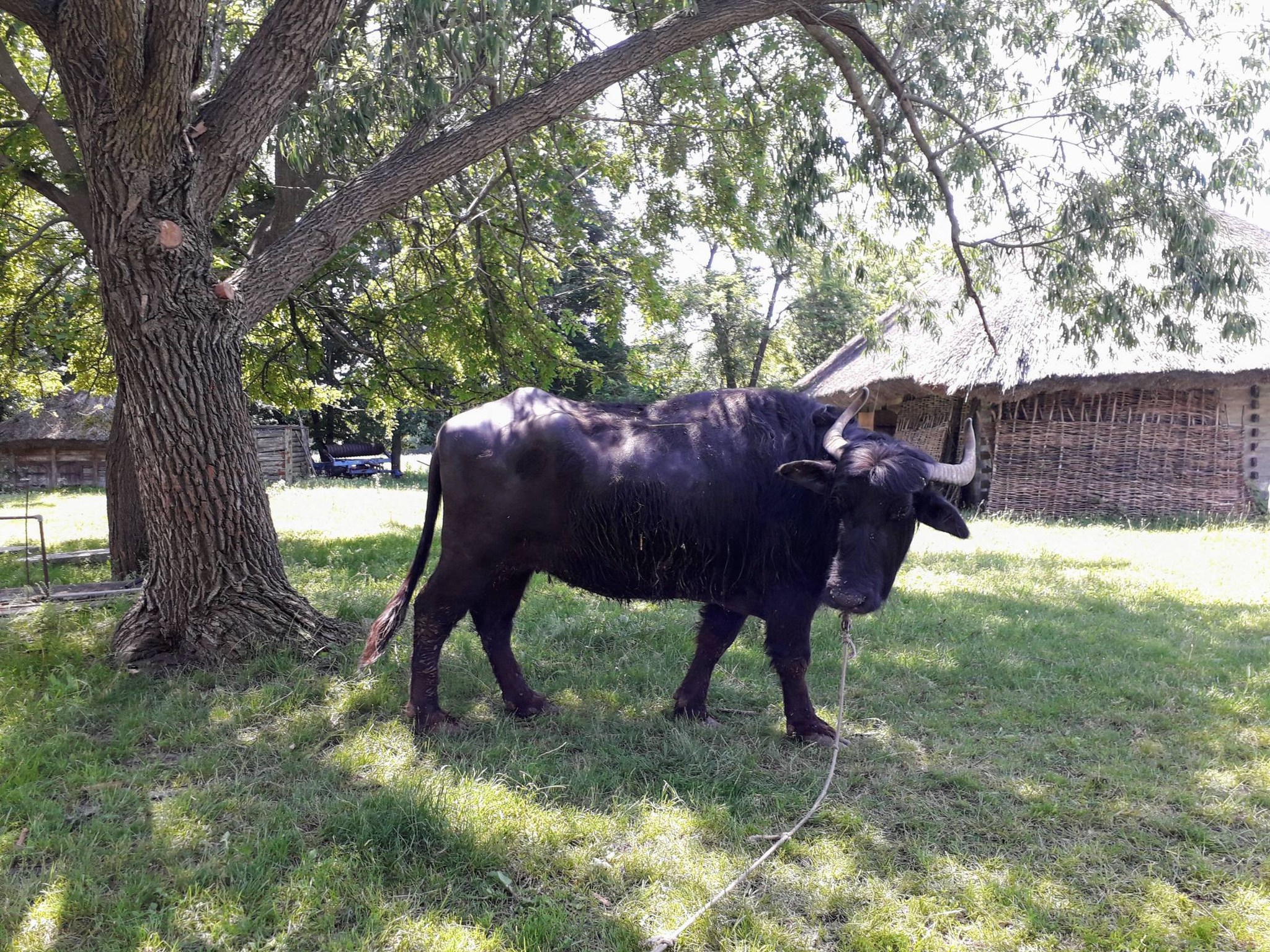 Вітряки, козацькі хати і ферма – фото з унікального музею на Черкащині - фото 15