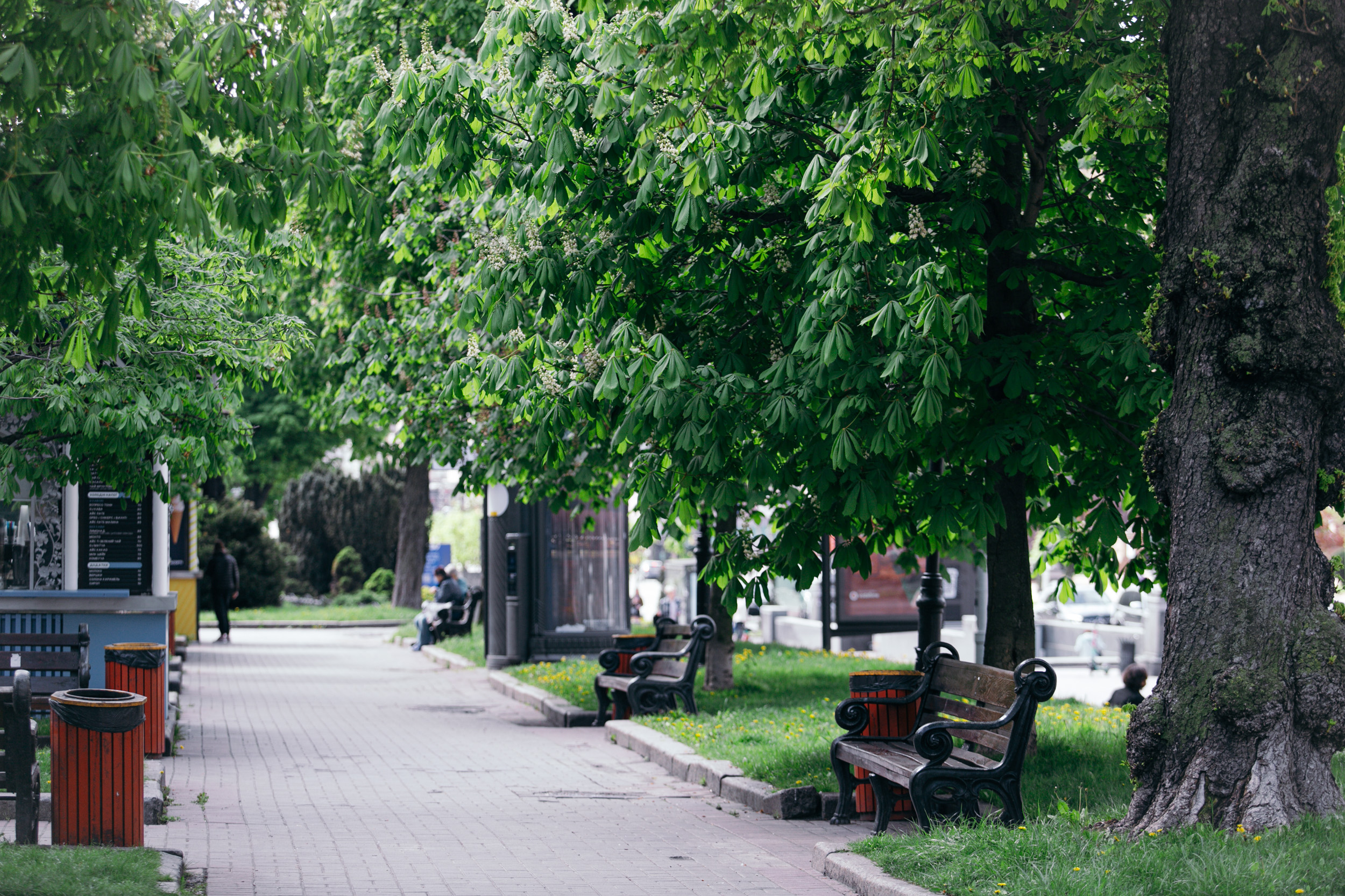 Каштани в Києві: коли цвітуть і де їх побачити - фото 3