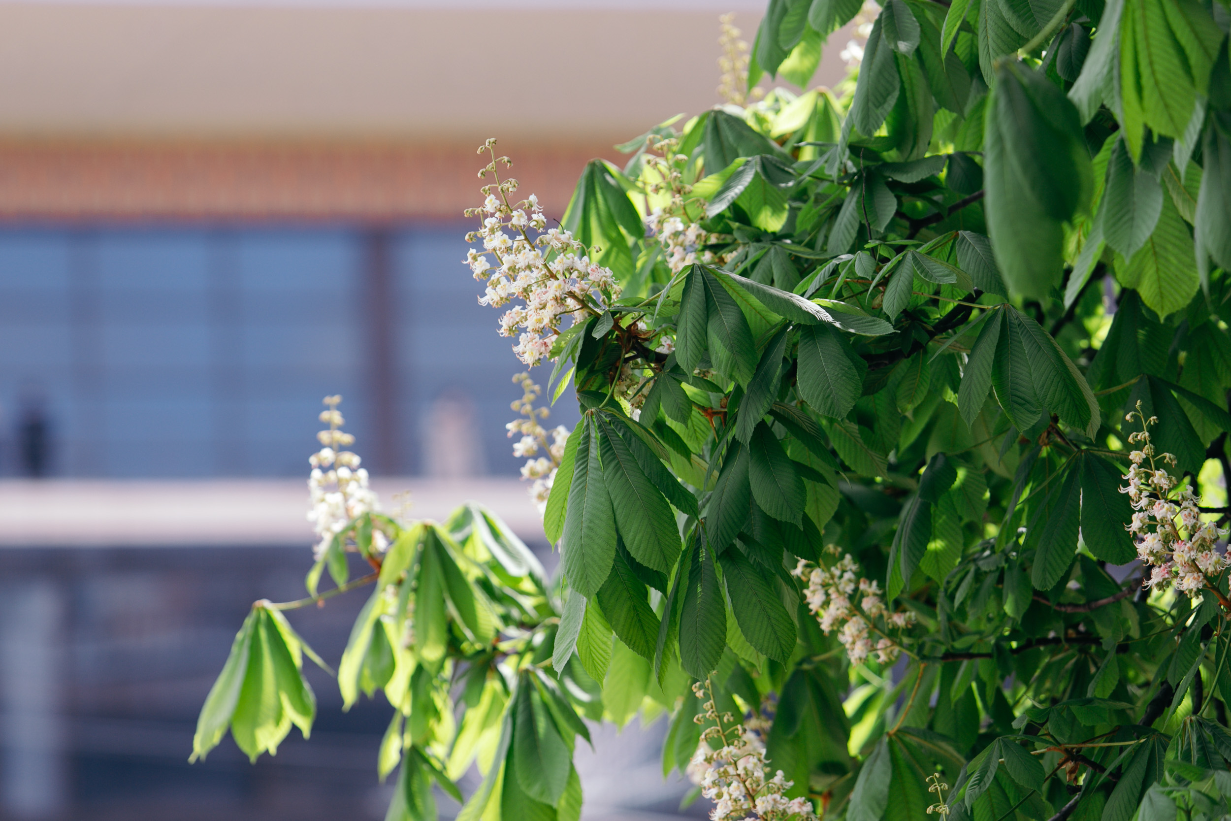 Каштани в Києві: коли цвітуть і де їх побачити - фото 2