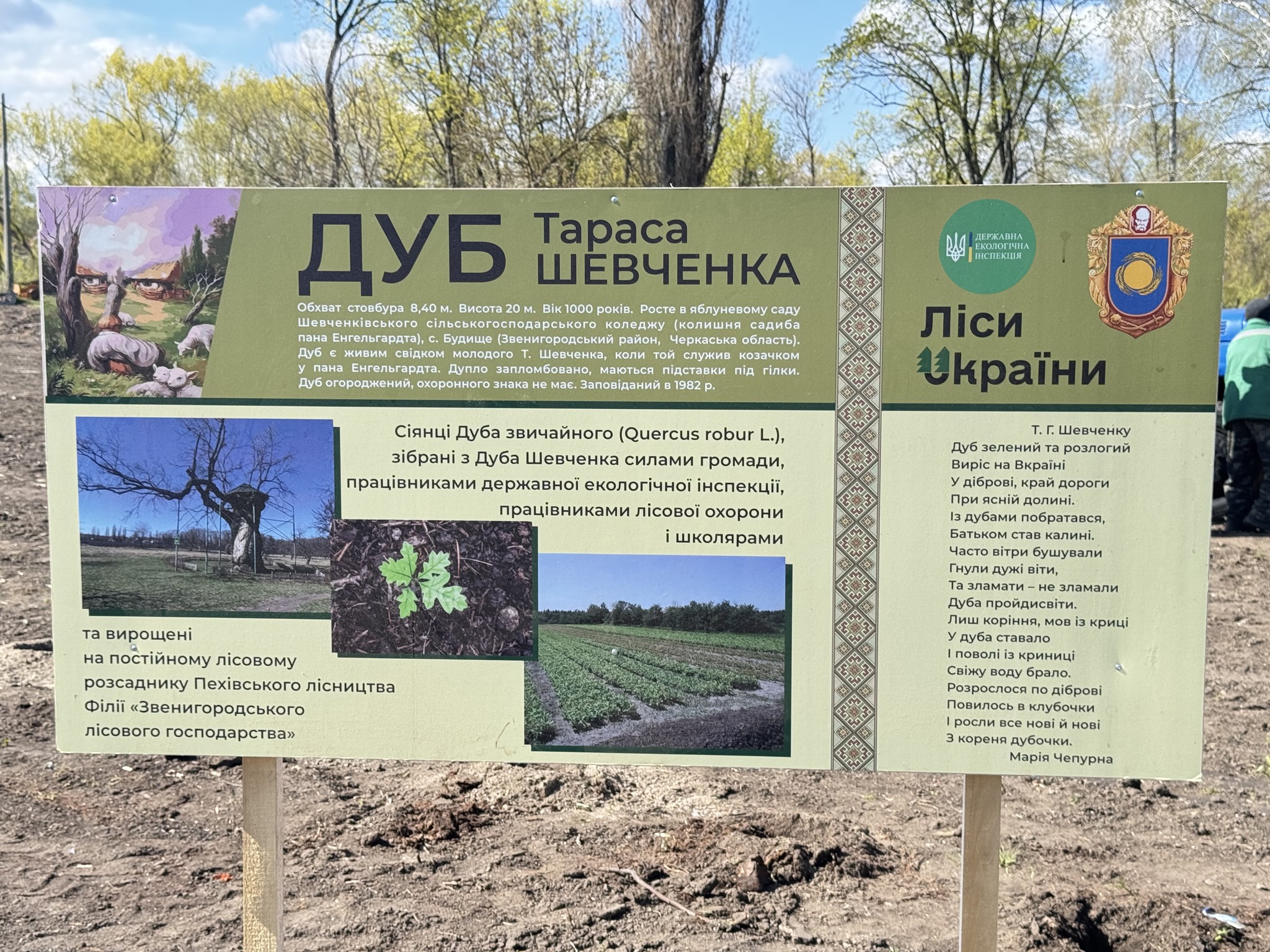 У Кам’янці посадили 300 дубів - фото 6