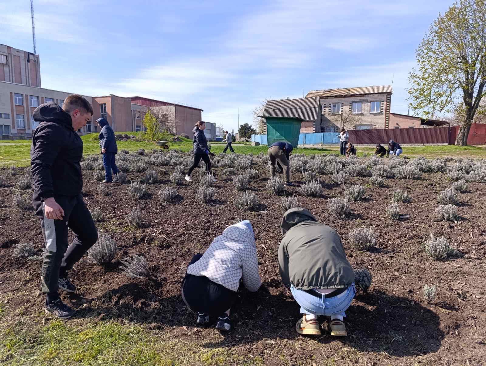 У Чорнобаївському гаю випускники посадили лаванду. Фото - фото 3