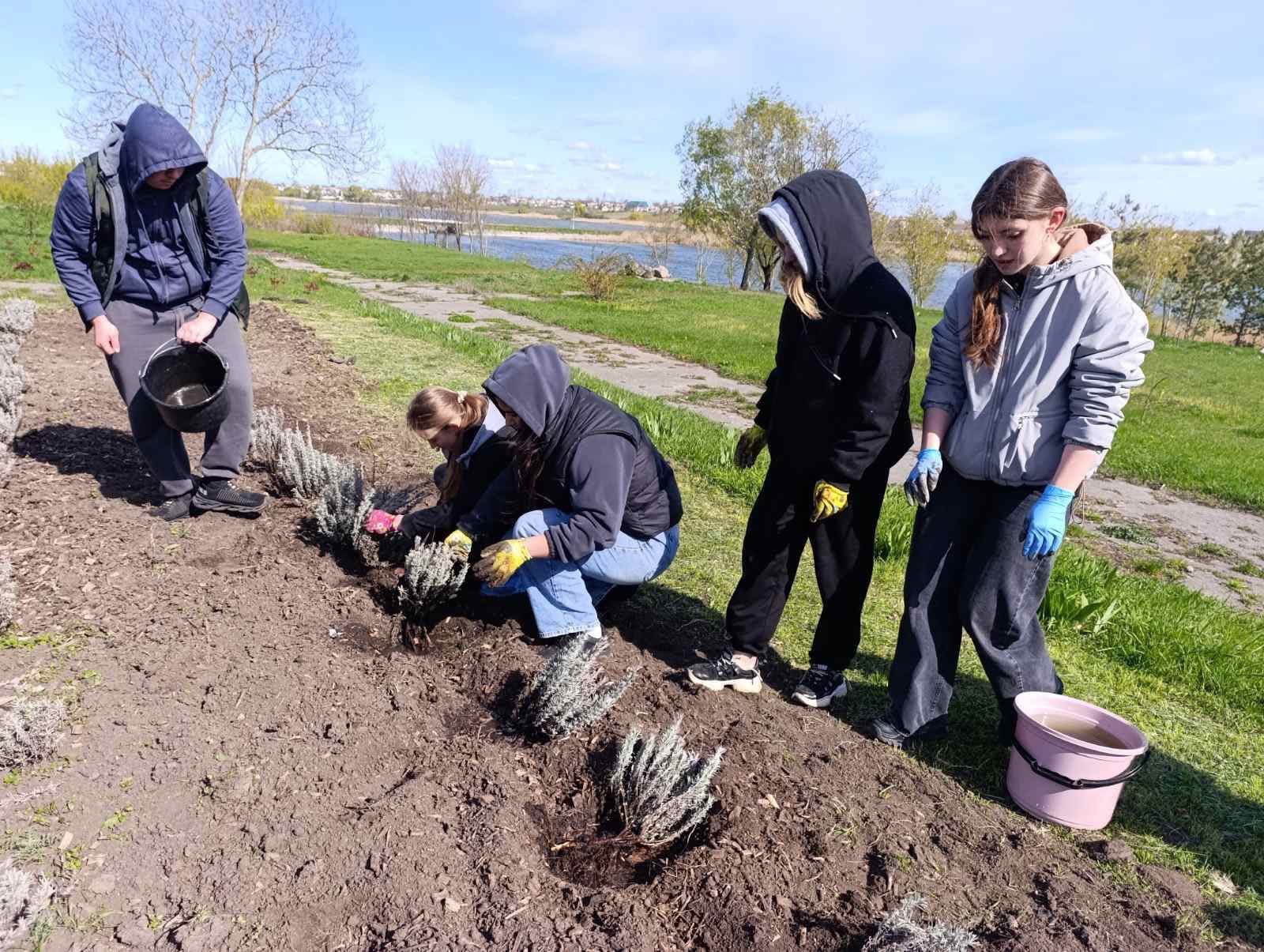 У Чорнобаївському гаю випускники посадили лаванду. Фото - фото 4