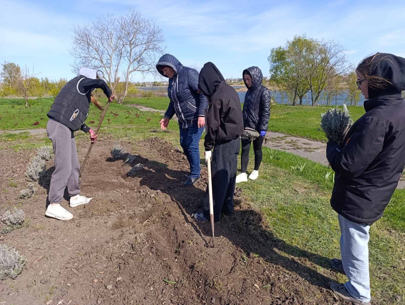У Чорнобаївському гаю випускники посадили лаванду. Фото - фото 7