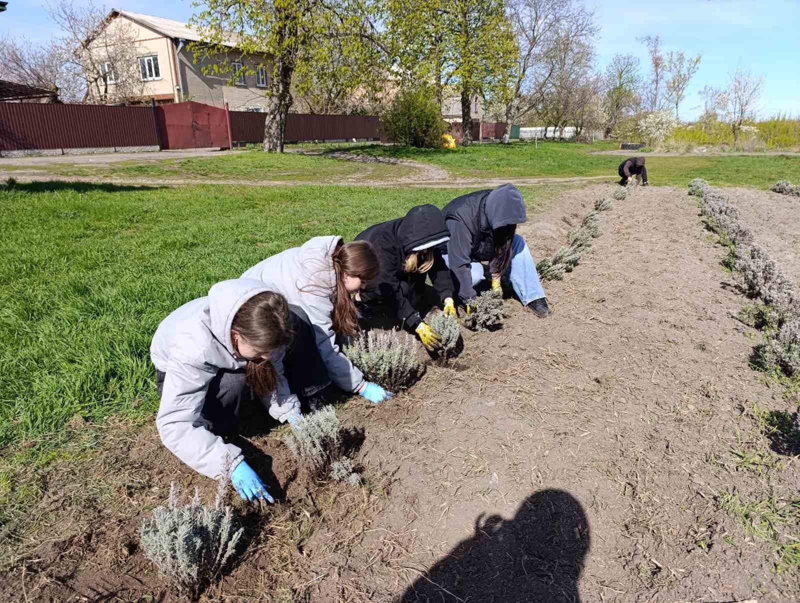 У Чорнобаївському гаю випускники посадили лаванду. Фото - фото 2