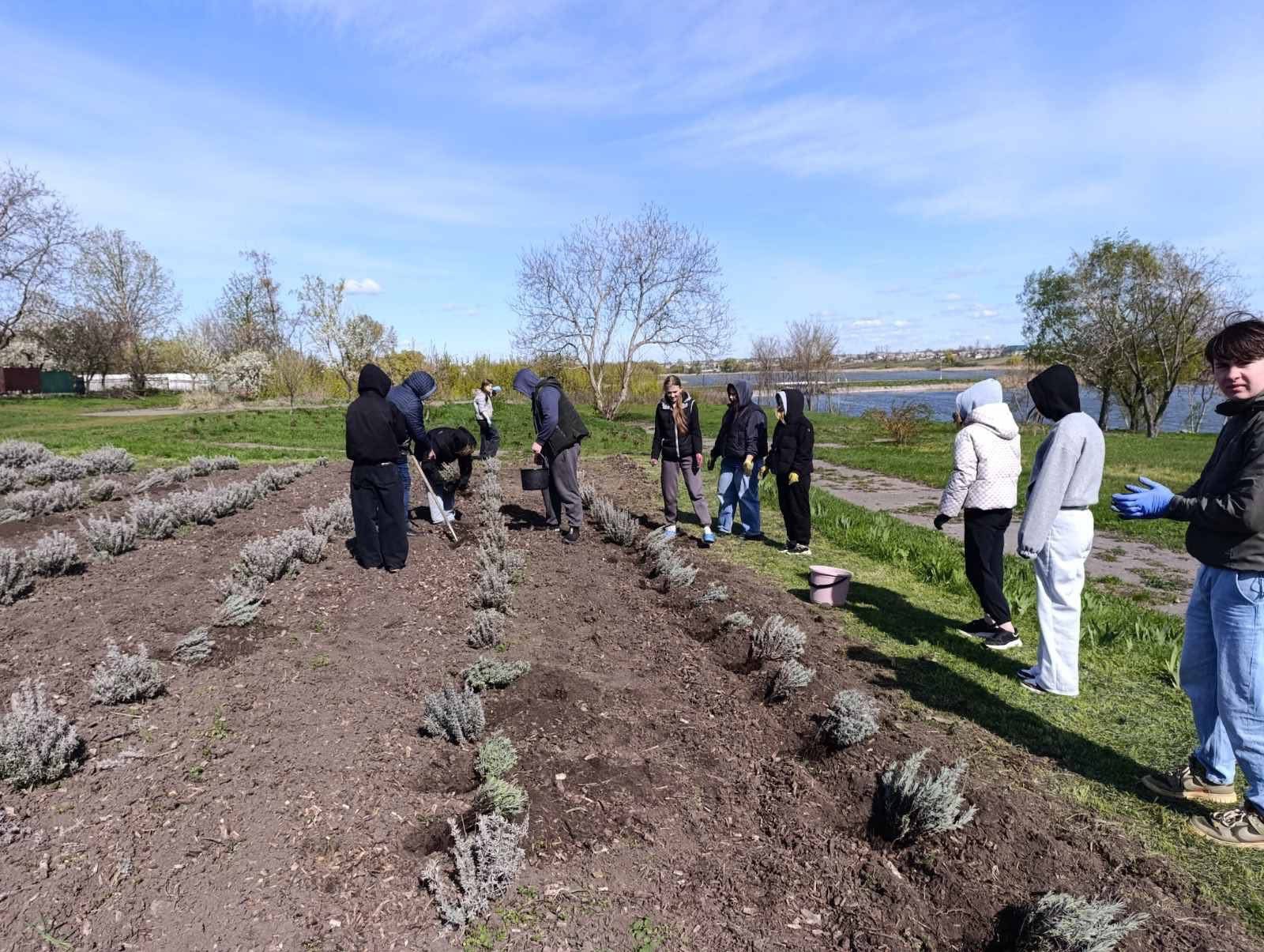 У Чорнобаївському гаю випускники посадили лаванду. Фото - фото 5