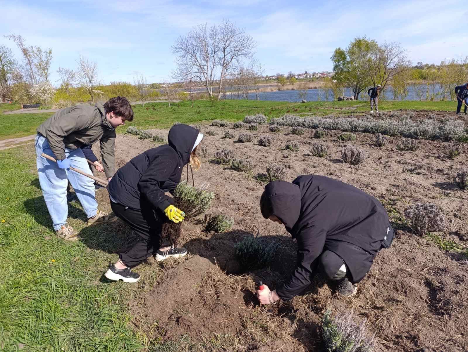 У Чорнобаївському гаю випускники посадили лаванду. Фото - фото 6