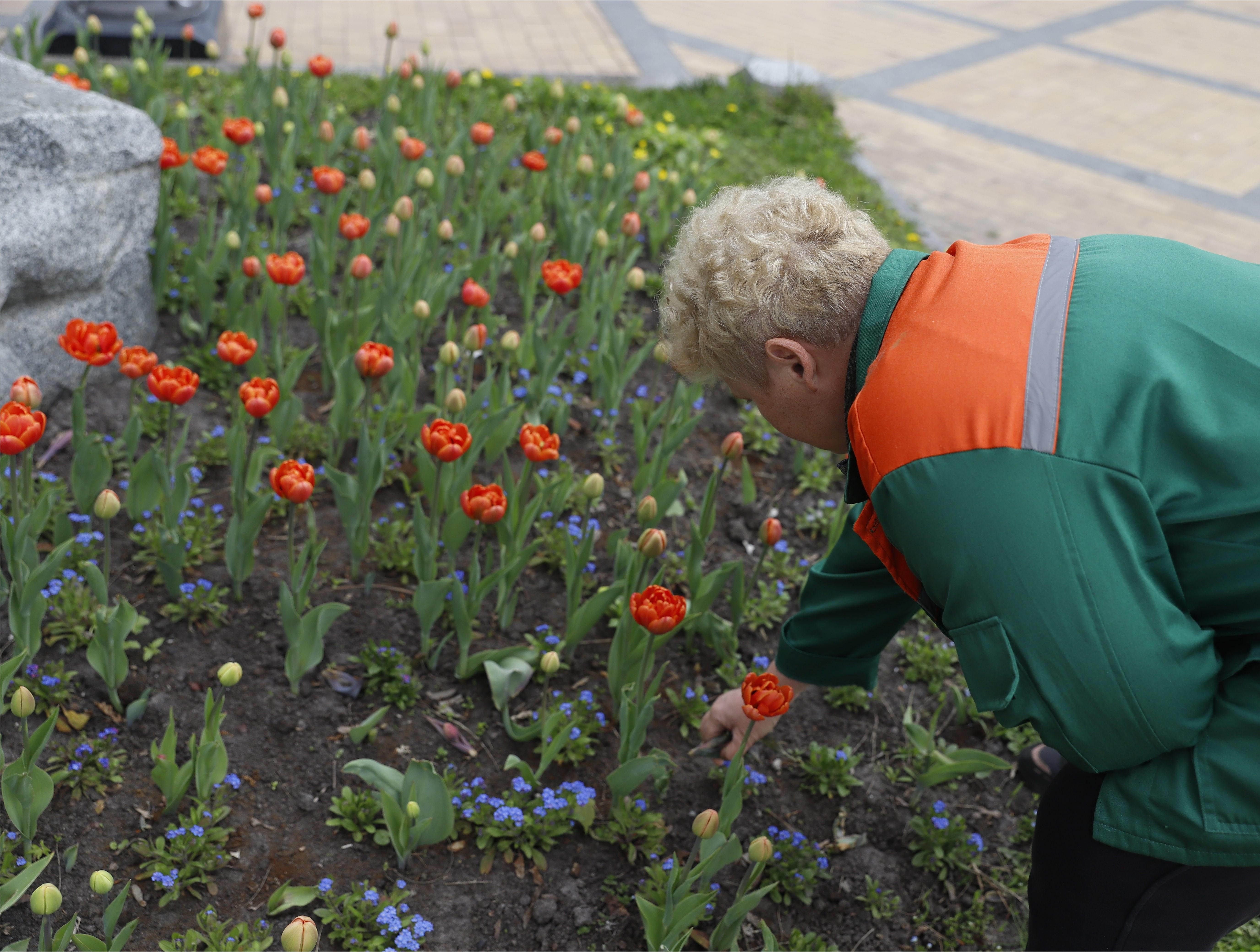 Де шукати тюльпани у Києві: адреси парків і скверів - фото 9
