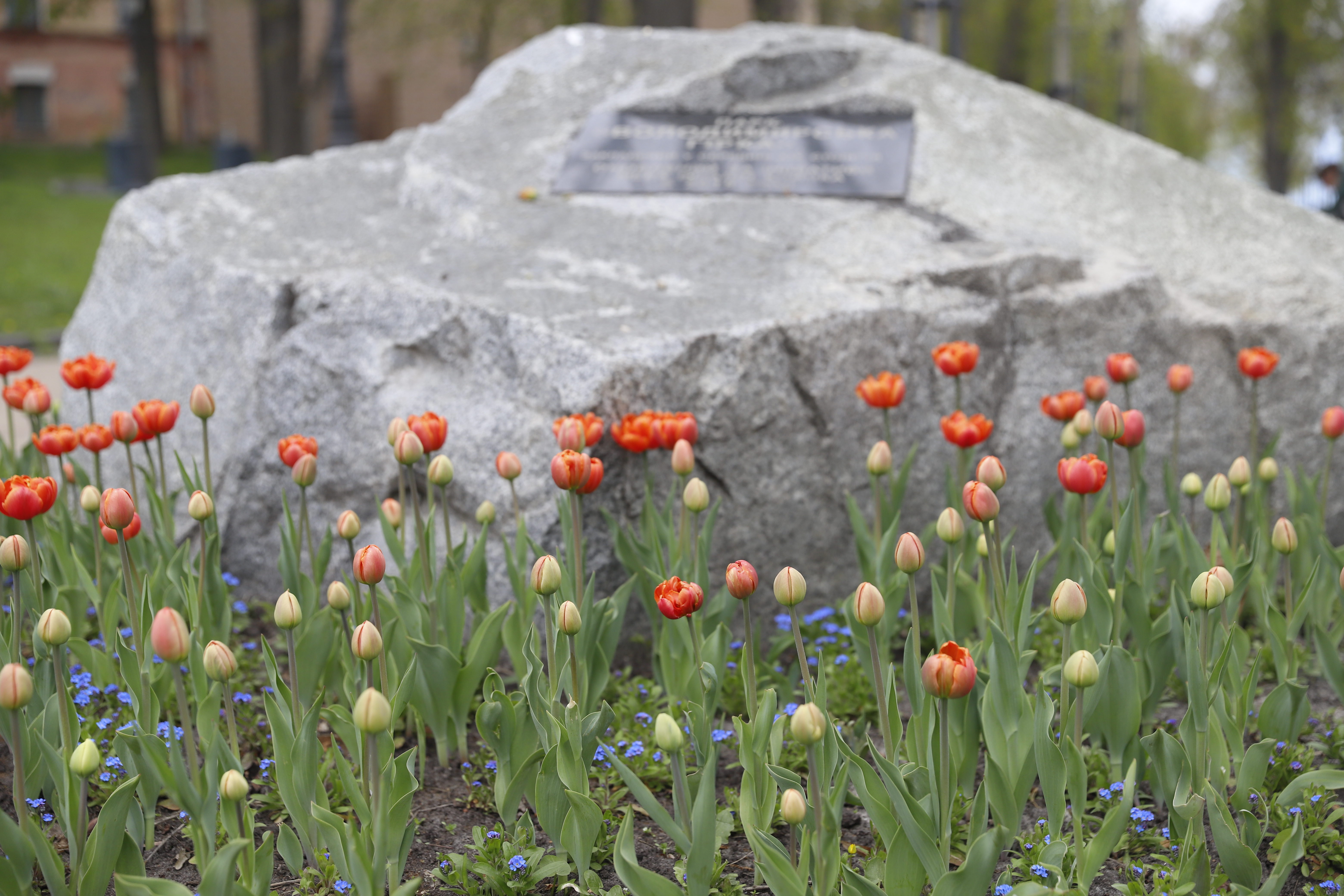 Де шукати тюльпани у Києві: адреси парків і скверів - фото 3