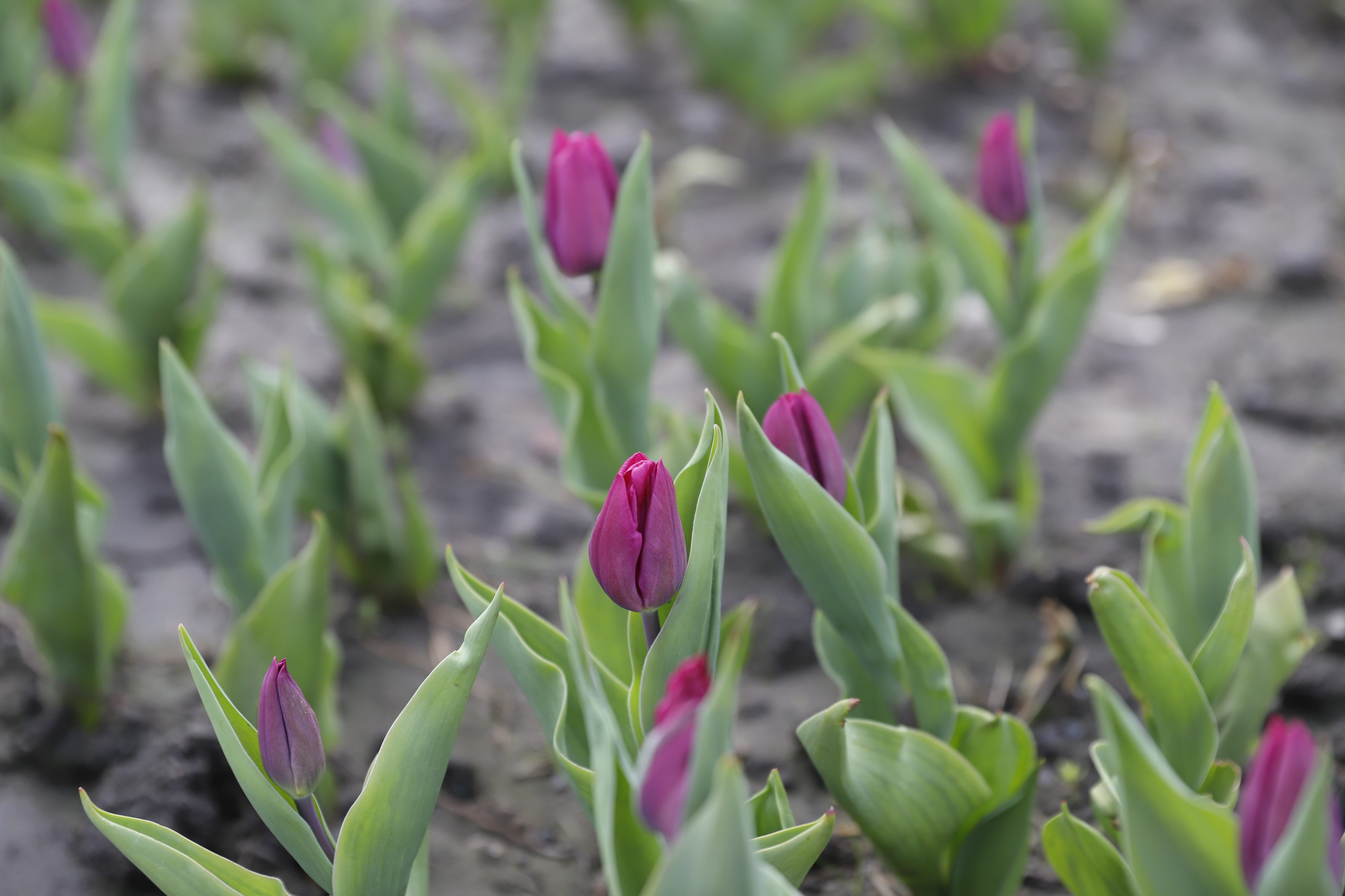 Де шукати тюльпани у Києві: адреси парків і скверів - фото 7