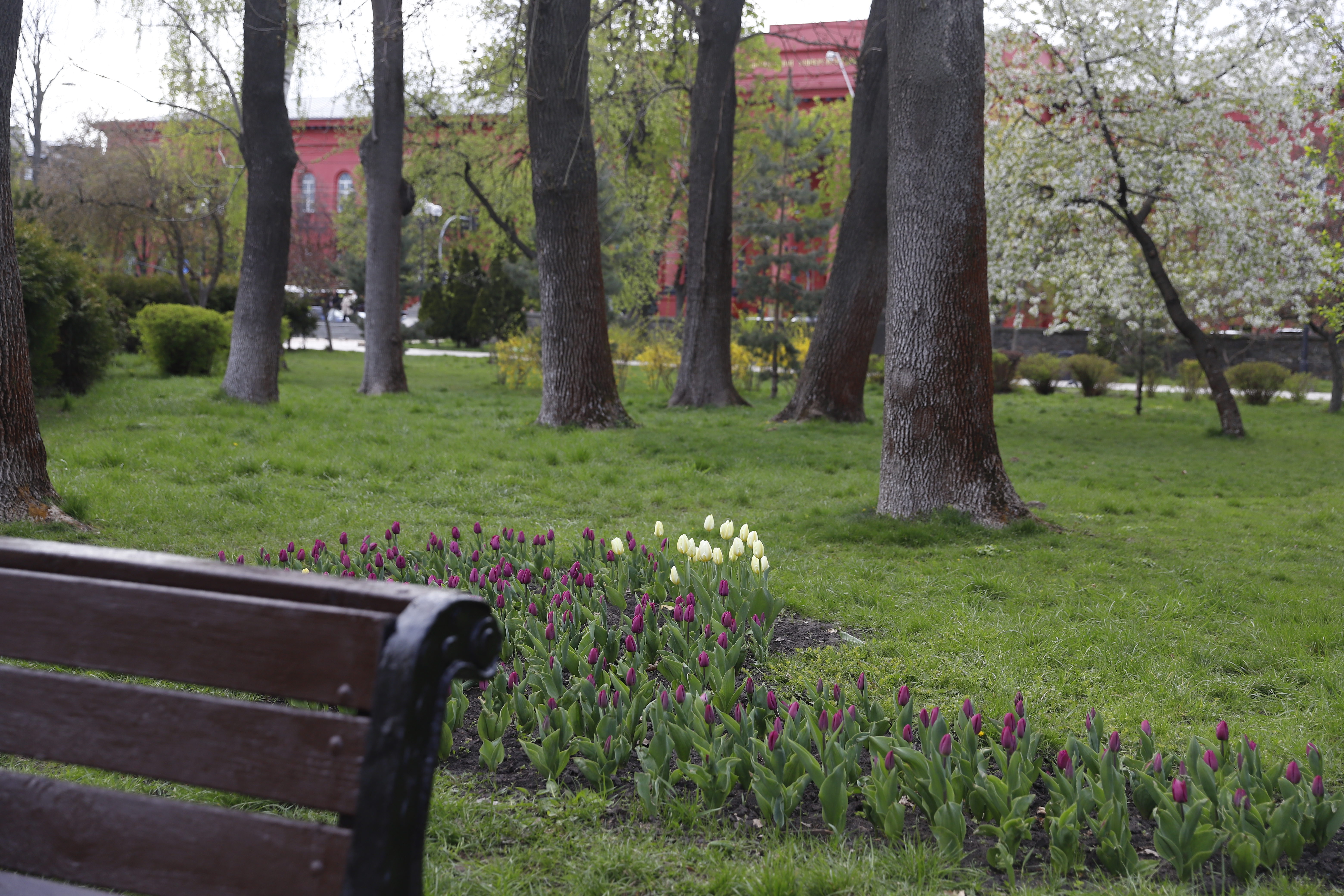 Де шукати тюльпани у Києві: адреси парків і скверів - фото 5