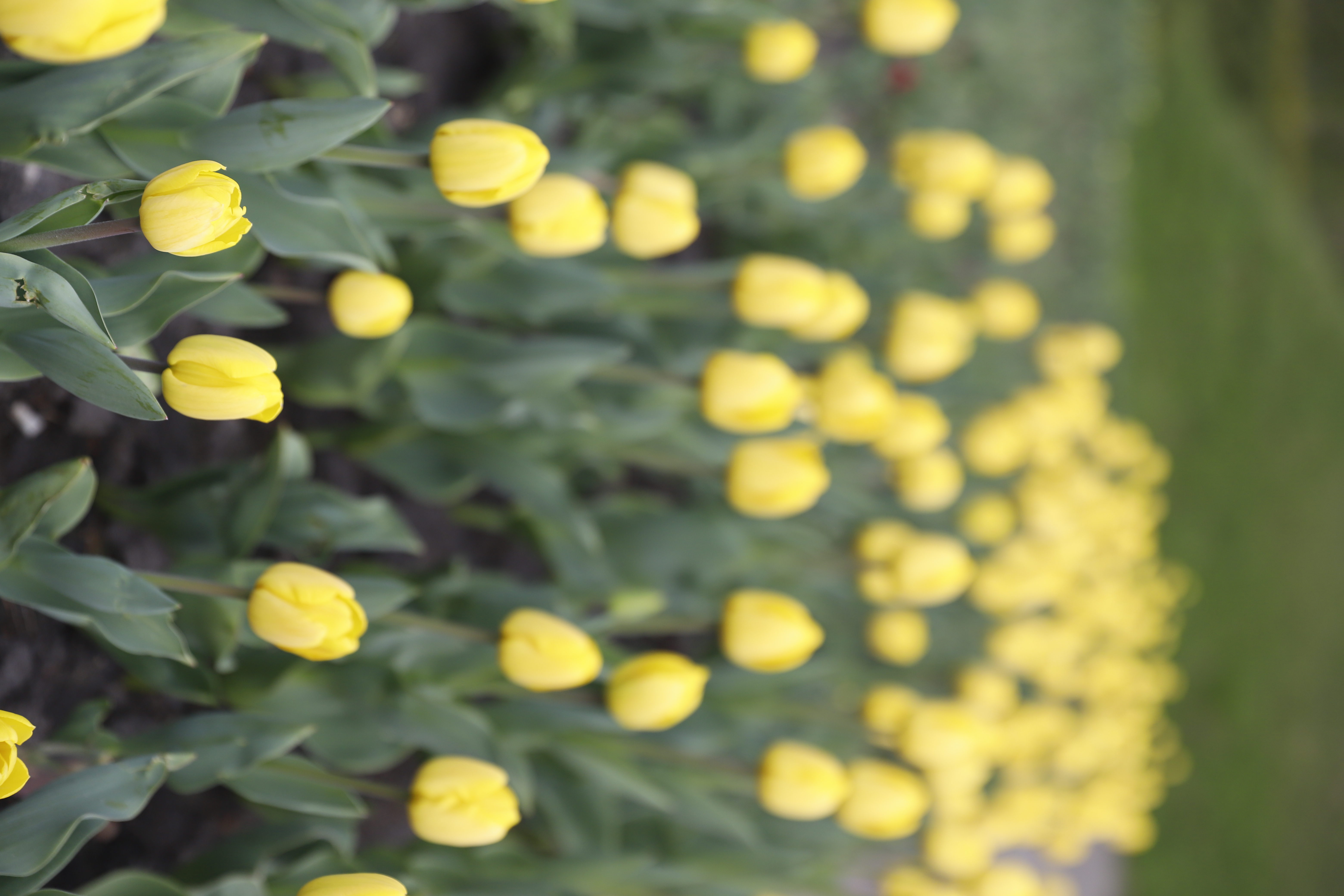 Де шукати тюльпани у Києві: адреси парків і скверів - фото 8