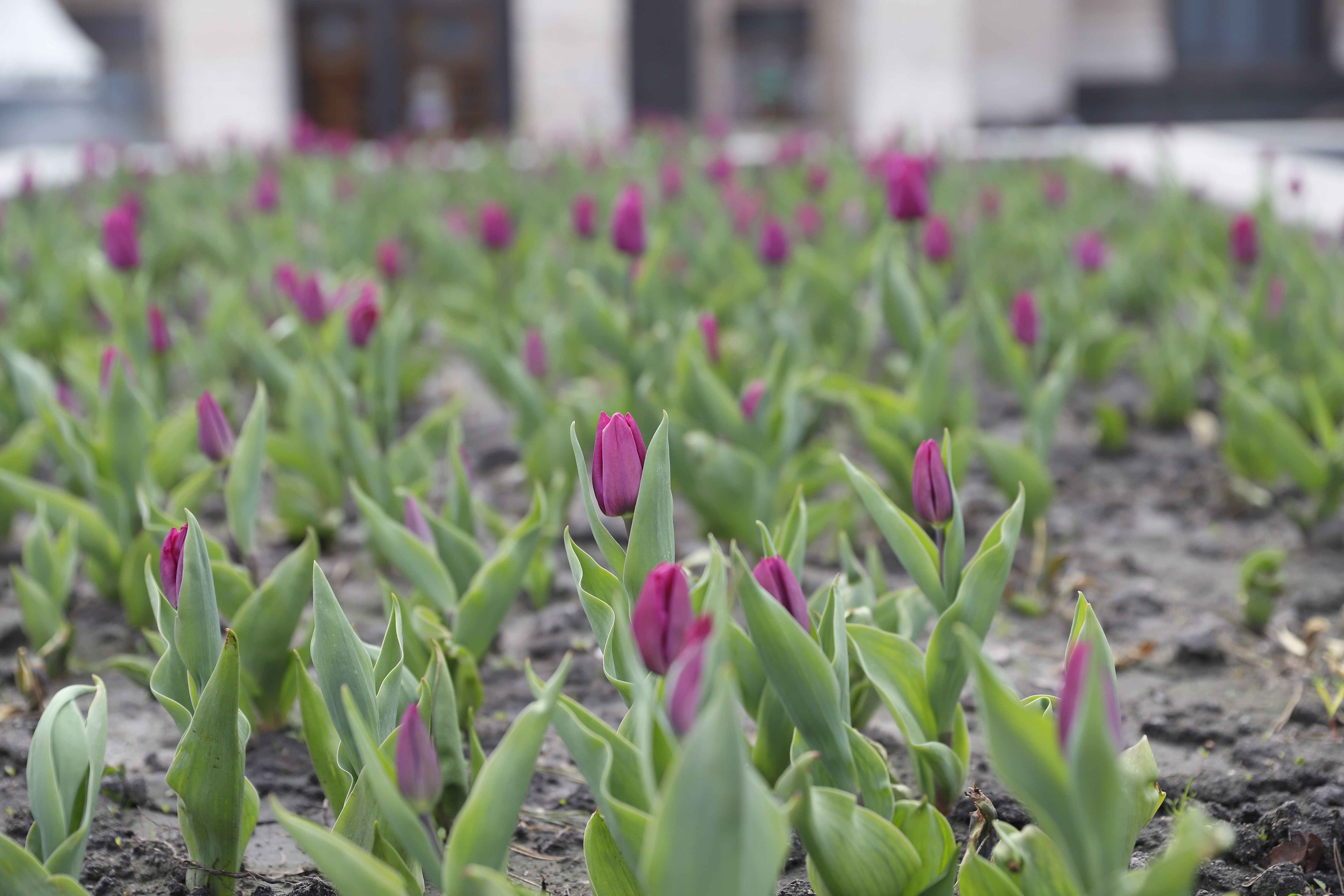 Де шукати тюльпани у Києві: адреси парків і скверів - фото 2