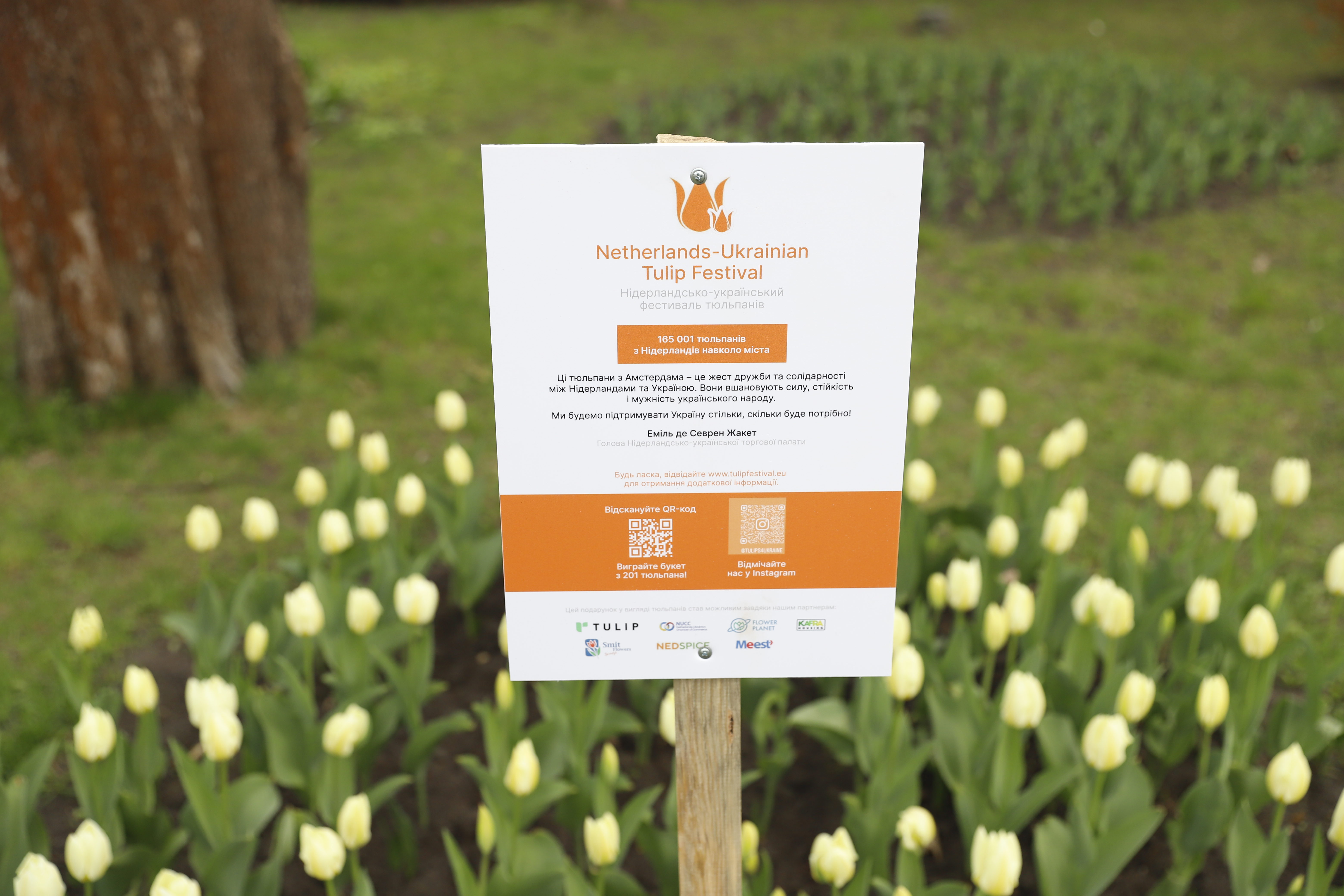 Де шукати тюльпани у Києві: адреси парків і скверів