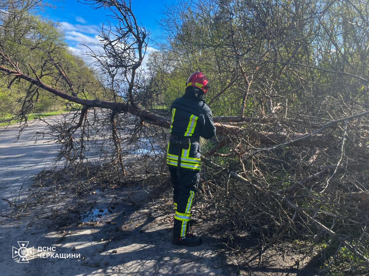 Вітер звалив 45 дерев на дороги у Черкаській області - фото 4