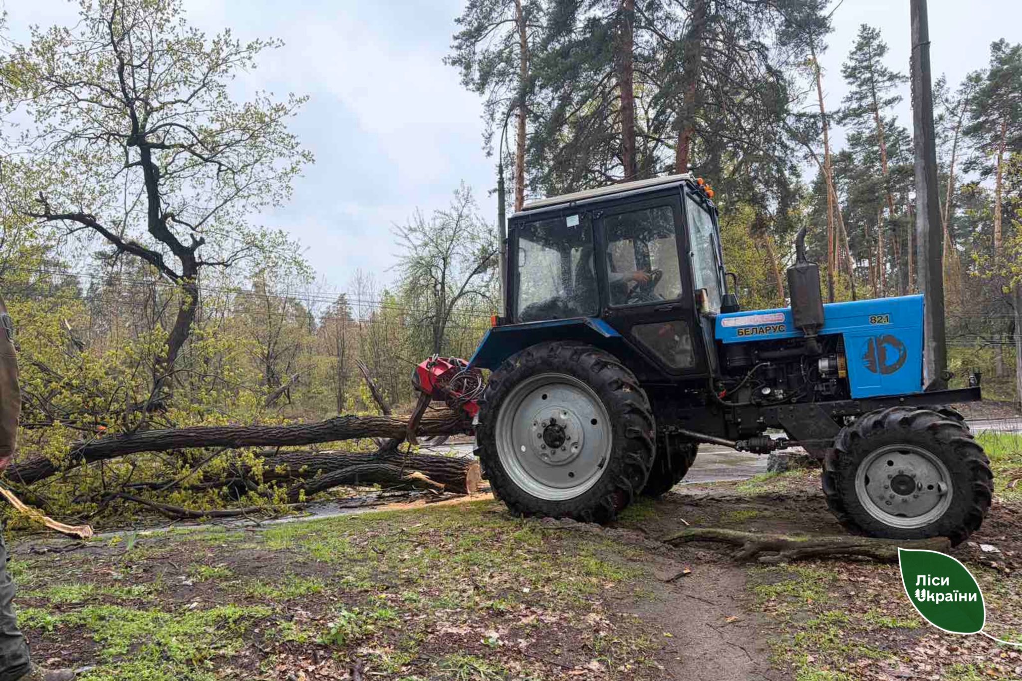 Вітер звалив 45 дерев на дороги у Черкаській області - фото 2
