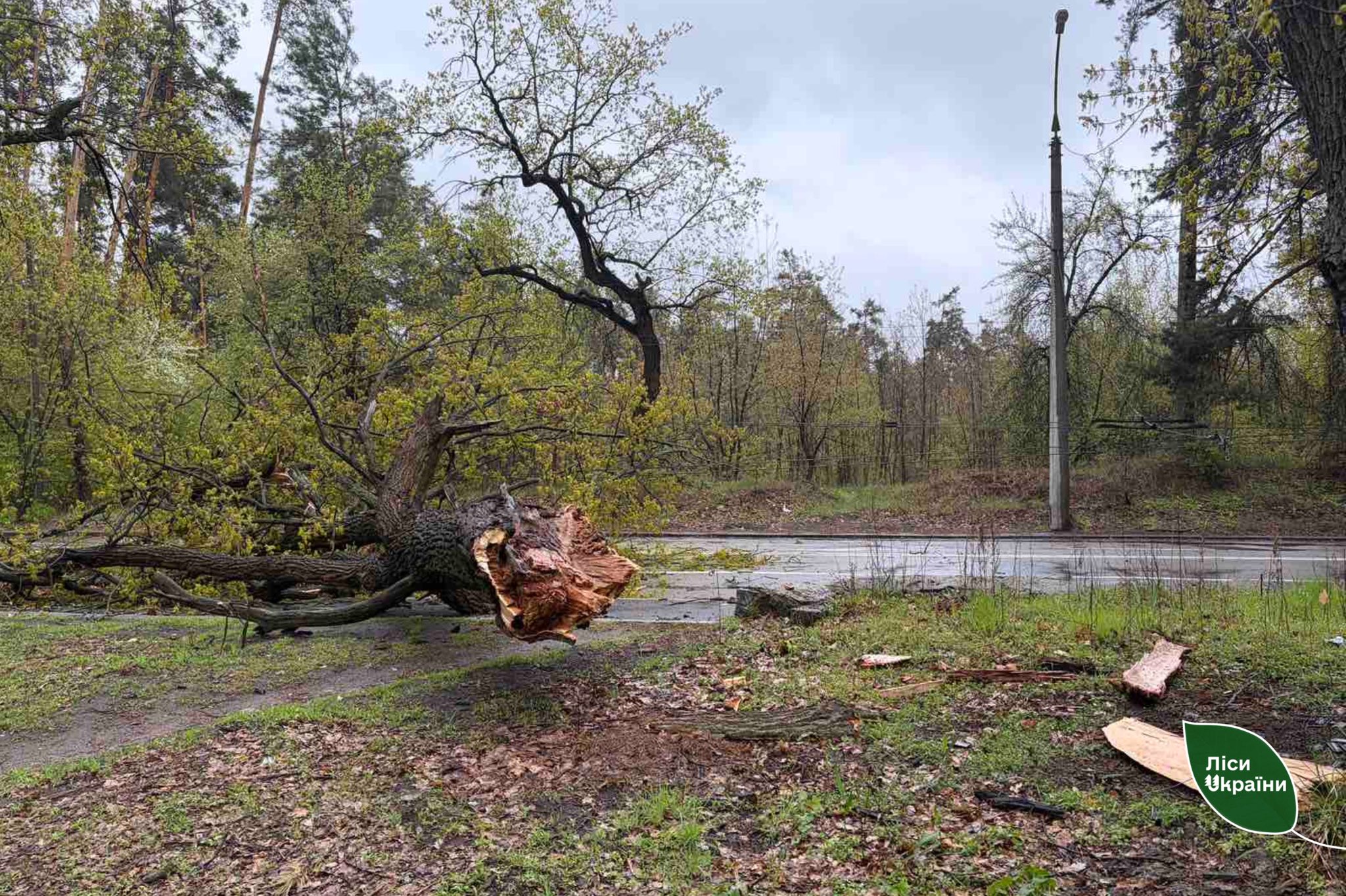 Вітер звалив 45 дерев на дороги у Черкаській області - фото 3