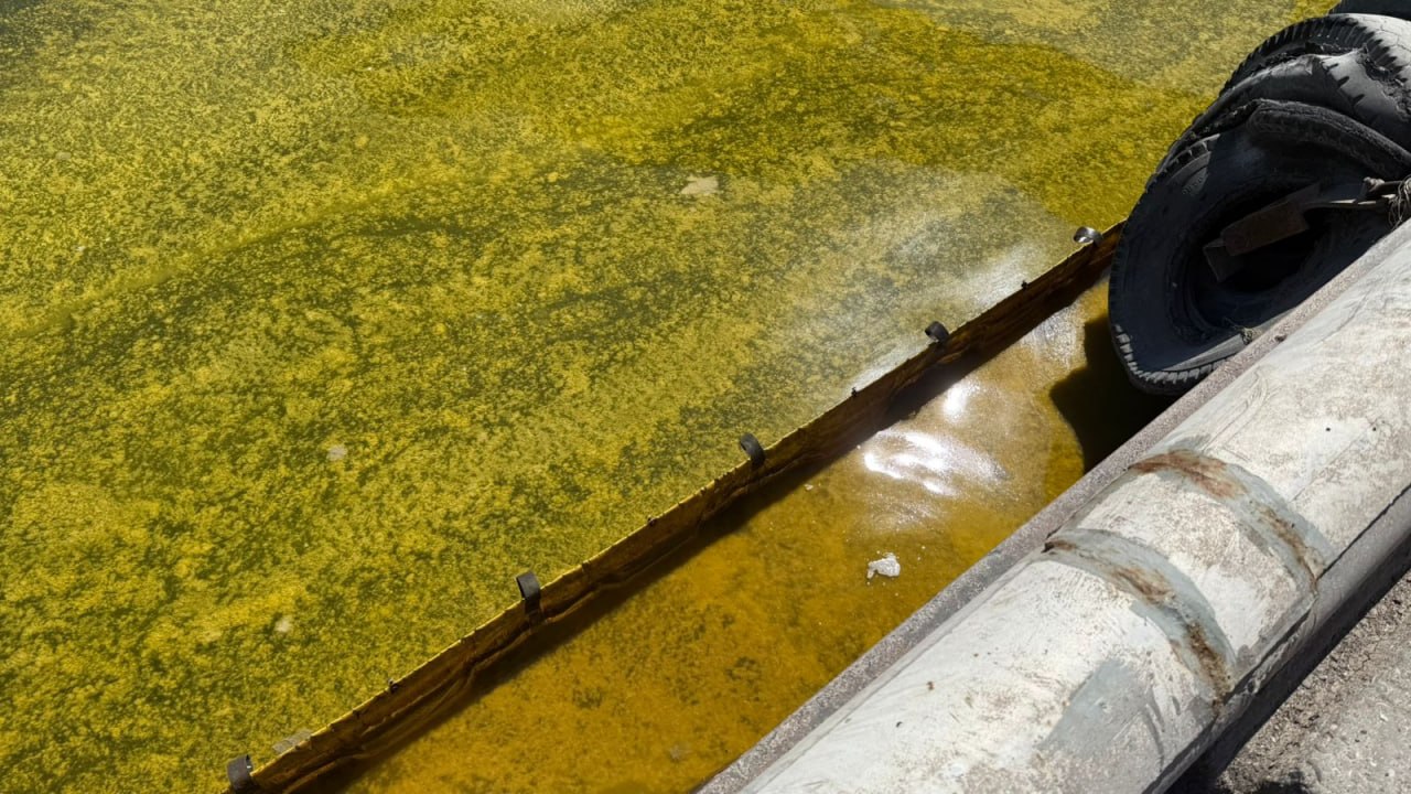 Після обстрілу Чорноморська в морі розлилася соняшникова олія: у порту утворилася велика пляма - фото 2