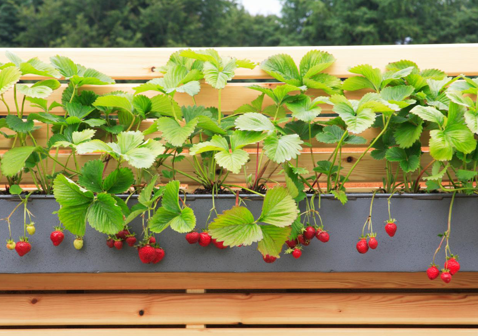 Як виростити полуницю на балконі: корисні поради - фото 4