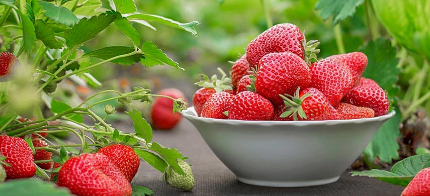 Як виростити полуницю на балконі: корисні поради